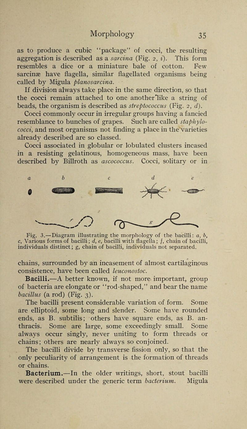 as to produce a cubic “package” of cocci, the resulting aggregation is described as a sarcina (Fig. 2, i). This form resembles a dice or a miniature bale of cotton. Few sarcinae have flagella, similar flagellated organisms being called by Migula planosarcina. If division always take place in the same direction, so that the cocci remain attached to one another'like a string of beads, the organism is described as streptococcus (Fig. 2, d). Cocci commonly occur in irregular groups having a fancied resemblance to bunches of grapes. Such are called staphylo¬ cocci, and most organisms not finding a place in the varieties already described are so classed. Cocci associated in globular or lobulated clusters incased in a resisting gelatinous, homogeneous mass, have been described by Billroth as ascococcus. Cocci, solitary or in a b c Fig. 3.—Diagram illustrating the morphology of the bacilli: a, b, c, Various forms of bacilli; d, e, bacilli with flagella; f, chain of bacilli, individuals distinct; g, chain of bacilli, individuals not separated. 0 chains, surrounded by an incasement of almost cartilaginous consistence, have been called leuconostoc. Bacilli.—A better known, if not more important, group of bacteria are elongate or “rod-shaped,” and bear the name bacillus (a rod) (Fig. 3). The bacilli present considerable variation of form. Some are elliptoid, some long and slender. Some have rounded ends, as B. subtilis; others have square ends, as B. an- thracis. Some are large, some exceedingly small. Some always occur singly, never uniting to form threads or chains; others are nearly always so conjoined. The bacilli divide by transverse fission only, so that the only peculiarity of arrangement is the formation of threads or chains. Bacterium.—In the older writings, short, stout bacilli were described under the generic term bacterium. Migula