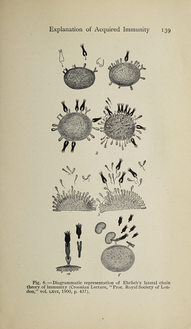 Fig. 6. — Diagrammatic representation of Ehrlich’s lateral chain theory of immunity (Croonian Lecture, “Proc. Royal Society of Lon¬ don,” vol. lxvi, 1900, p. 437).