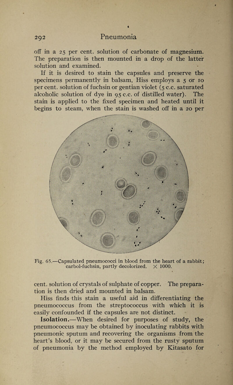 off in a 25 per cent, solution of carbonate of magnesium. The preparation is then mounted in a drop of the latter solution and examined. If it is desired to stain the capsules and preserve the specimens permanently in balsam, Hiss employs a 5 or 10 per cent, solution of fuchsin or gentian violet (5 c.c. saturated alcoholic solution of dye in 95 c.c. of distilled water). The stain is applied to the fixed specimen and heated until it begins to steam, when the stain is washed off in a 20 per Fig. 65.—Capsulated pneumococci in blood from the heart of a rabbit; carbol-fuchsin, partly decolorized. X 1000. cent, solution of crystals of sulphate of copper. The prepara¬ tion is then dried and mounted in balsam. Hiss finds this stain a useful aid in differentiating the pneumococcus from the streptococcus with which it is easily confounded if the capsules are not distinct. Isolation.—When desired for purposes of study, the pneumococcus may be obtained by inoculating rabbits with pneumonic sputum and recovering the organisms from the heart’s blood, or it may be secured from the rusty sputum of pneumonia by the method employed by Kitasato for