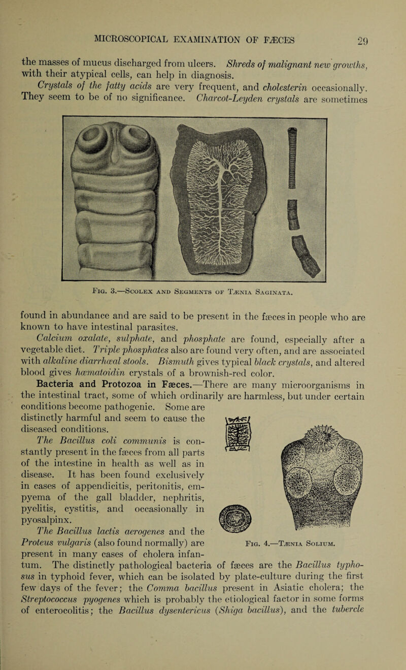 the masses of mucus discharged from ulcers. Shreds of malignant new growths, with their atypical cells, can help in diagnosis. Crystals of the fatty acids are very frequent, and cholesterin occasionally. They seem to be of no significance. Charcot-Leyden crystals are sometimes Fig. 3.—Scolex and Segments of Taenia Saginata. found in abundance and are said to be present in the faeces in people who are known to have intestinal parasites. Calcium oxalate, sulphate, and phosphate are found, especially after a vegetable diet. Triple phosphates also are found very often, and are associated with alkaline diarrhceal stools. Bismuth gives typical black crystals, and altered blood gives hcematoidin crystals of a brownish-red color. Bacteria and Protozoa in Faeces.—There are many microorganisms in the intestinal tract, some of which ordinarily are harmless, but under certain conditions become pathogenic. Some are distinctly harmful and seem to cause the diseased conditions. The Bacillus coli communis is con¬ stantly present in the faeces from all parts of the intestine in health as well as in disease. It has been found exclusively in cases of appendicitis, peritonitis, em¬ pyema of the gall bladder, nephritis, pyelitis, cystitis, and occasionally in pyosalpinx. The Bacillus lactis aero genes and the Proteus mdgaris (also found normally) are Fig. 4.—T^nia Solium. present in many cases of cholera infan¬ tum. The distinctly pathological bacteria of faeces are the Bacillus typho¬ sus in typhoid fever, which can be isolated by plate-culture during the first few days of the fever; the Comma bacillus present in Asiatic cholera; the Streptococcus pyogenes which is probably the etiological factor in some forms of enterocolitis; the Bacillus dysentericus (Shiga bacillus), and the tubercle