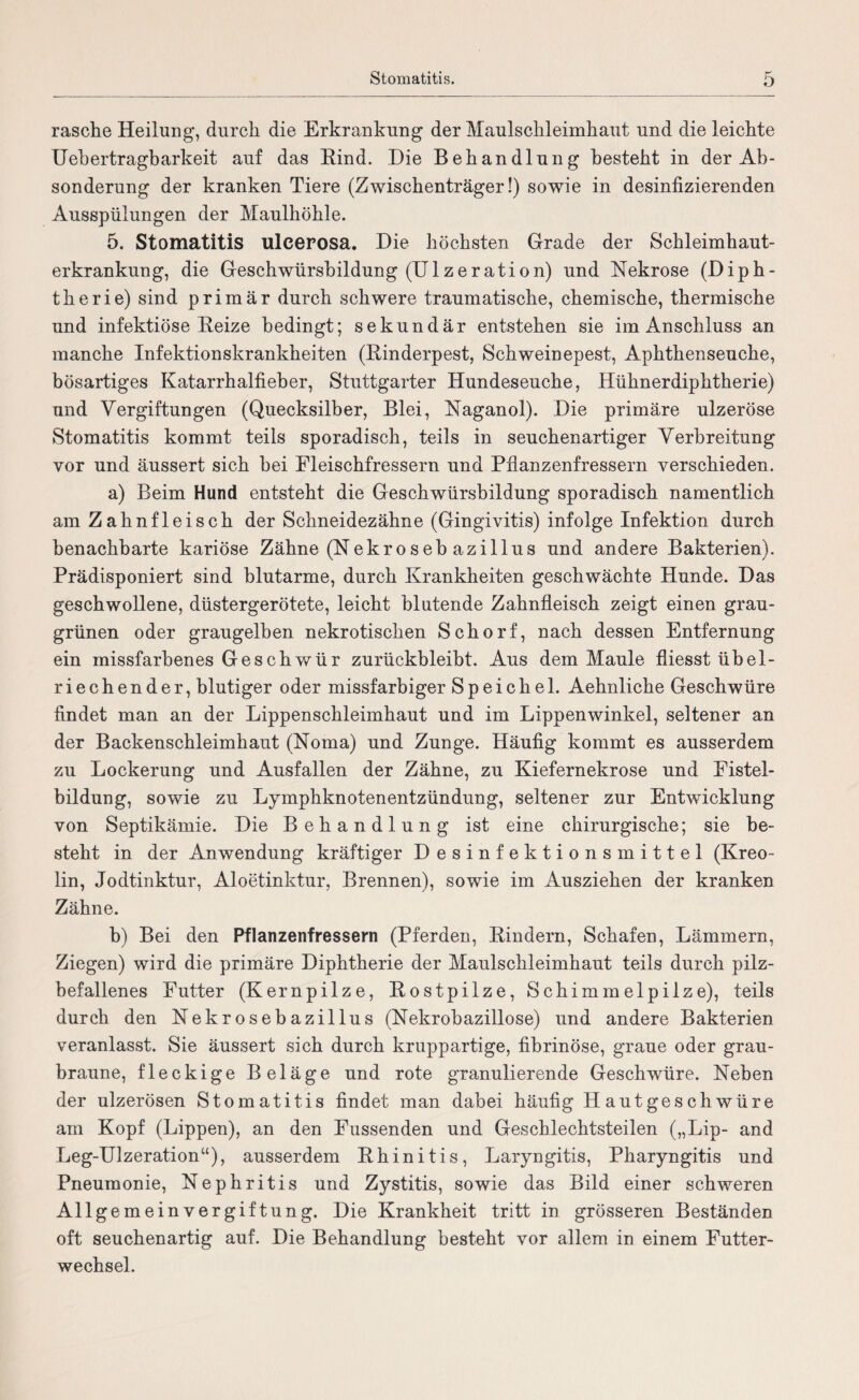 rasche Heilung, durch die Erkrankung der Maulschleimhaut und die leichte Uebertragbarkeit auf das Rind. Die Behandlung besteht in der Ab¬ sonderung der kranken Tiere (Zwischenträger!) sowie in desinfizierenden Ausspülungen der Maulhöhle. 5. Stomatitis ulcerosa. Die höchsten Grade der Schleimhaut¬ erkrankung, die Geschwürsbildung (Ulzeration) und Nekrose (Diph¬ therie) sind primär durch schwere traumatische, chemische, thermische und infektiöse Reize bedingt; sekundär entstehen sie im Anschluss an manche Infektionskrankheiten (Rinderpest, Schweinepest, Aphthenseuche, bösartiges Katarrhalfieber, Stuttgarter Hundeseuche, Hühnerdiphtherie) und Vergiftungen (Quecksilber, Blei, Naganol). Die primäre ulzeröse Stomatitis kommt teils sporadisch, teils in seuchenartiger Verbreitung vor und äussert sich hei Fleischfressern und Pflanzenfressern verschieden. a) Beim Hund entsteht die Geschwürsbildung sporadisch namentlich am Zahnfleisch der Schneidezähne (Gingivitis) infolge Infektion durch benachbarte kariöse Zähne (Nekrosebazillus und andere Bakterien). Prädisponiert sind blutarme, durch Krankheiten geschwächte Hunde. Das geschwollene, düstergerötete, leicht blutende Zahnfleisch zeigt einen grau¬ grünen oder graugelben nekrotischen Schorf, nach dessen Entfernung ein missfarbenes Geschwür zurückbleibt. Aus dem Maule fliesst übel¬ riechender, blutiger oder missfarbiger Speichel. Aehnliche Geschwüre findet man an der Lippenschleimhaut und im Lippenwinkel, seltener an der Backenschleimhaut (Noma) und Zunge. Häufig kommt es ausserdem zu Lockerung und Ausfallen der Zähne, zu Kiefernekrose und Fistel- bildung, sowie zu Lymphknotenentzündung, seltener zur Entwicklung von Septikämie. Die Behandlung ist eine chirurgische; sie be¬ steht in der Anwendung kräftiger Desinfektionsmittel (Kreo¬ lin, Jodtinktur, Aloetinktur, Brennen), sowie im Ausziehen der kranken Zähne. b) Bei den Pflanzenfressern (Pferden, Rindern, Schafen, Lämmern, Ziegen) wird die primäre Diphtherie der Maulschleimhaut teils durch pilz¬ befallenes Putter (Kernpilze, Rostpilze, Schimmelpilze), teils durch den Nekrosebazillus (Nekrohazillose) und andere Bakterien veranlasst. Sie äussert sich durch kruppartige, fibrinöse, graue oder grau¬ braune, fleckige Beläge und rote granulierende Geschwüre. Neben der ulzerösen Stomatitis findet man dabei häufig Hautgeschwüre am Kopf (Lippen), an den Fussenden und Geschlechtsteilen („Lip- and Leg-Ulzeration“), ausserdem Rhinitis, Laryngitis, Pharyngitis und Pneumonie, Nephritis und Zystitis, sowie das Bild einer schweren Allgemeinvergiftung. Die Krankheit tritt in grösseren Beständen oft seuchenartig auf. Die Behandlung besteht vor allem in einem Futter¬ wechsel.