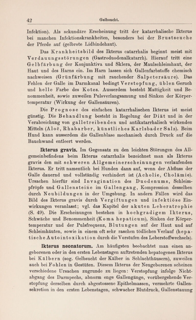 Infektion). Als sekundäre Erscheinung tritt der katarrhalische Ikterus bei manchen Infektionskrankheiten, besonders bei der Brustseuche der Pferde auf (gelbrote Lidbindehaut). Das Krankheitsbild des Ikterus catarrhalis beginnt meist mit Verdauungsstörungen (Gastroduodenalkatarrh). Hierauf tritt eine Gelbfärbung der Konjunktiva und Sklera, der Maulschleimhaut, der Haut und des Harns ein. Im Harn lassen sich GallenfarbstofFe chemisch nach weisen (Grünfärbung mit rauchender Salpetersäure). Das Fehlen der Galle im Darmkanal bedingt Verstopfung, üblen Geruch und helle Farbe des Kotes. Ausserdem besteht Mattigkeit und Be¬ nommenheit, sowie zuweilen Pulsverlangsamung und Sinken der Körper¬ temperatur (Wirkung der Gallensäuren). Die Prognose des einfachen katarrhalischen Ikterus ist meist günstig. Die Behandlung besteht in Kegelung der Diät und in der Verahreichung von galletreibenden und antikatarrhalisch wirkenden Mitteln (Aloe, Khabarber, künstliches Karlsbader Salz). Beim Hund kann ausserdem die Gallenblase mechanisch durch Druck auf die Bauchwand entleert werden. Ikterus gravis. Im Gegensatz zu den leichten Störungen des All¬ gemeinbefindens heim Ikterus catarrhalis bezeichnet man als Ikterus gravis den mit schweren Allgemeinerscheinungen verlaufenden Ikterus. Er tritt namentlich bei Hunden dann auf, wenn der Abfluss der Galle dauernd und vollständig verhindert ist (Acholie, Cholämie). Ursachen hierfür sind Invagination des Duodenums, Schleim- pfröpfe und Gallensteine im Gallengang, Kompression desselben durch Neubildungen in der Umgebung. In andern Fällen wird das Bild des Ikterus gravis durch Vergiftungen und infektiöse Ein¬ wirkungen veranlasst; vgl. das Kapitel der akuten Leberatrophie (S. 49). Die Erscheinungen bestehen in hochgradigem Ikterus, Schwäche und Benommenheit (Ko ma hepaticum), Sinken der Körper¬ temperatur und der Pulsfrequenz, Blutungen auf der Haut und auf Schleimhäuten, sowie in einem oft sehr raschen tödlichen Verlauf (hepa- tischeAutointoxikation durch die V orstufen des Leberstoffwechsels). Ikterus neonatorum. Am häufigsten beobachtet man einen an¬ geborenen oder in den ersten Lehenstagen auftretenden hepatogenen Ikterus bei Kälbern (sog. Gelbsucht der Kälber in Schlachthäusern), zuweilen auch hei Fohlen in Gestüten. Diesem Ikterus der Neugeborenen scheinen verschiedene Ursachen zugrunde zu liegen: Verstopfung infolge Nicht¬ abgang des Darmpechs, abnorm enge Gallengänge, vorübergehende Ver¬ stopfung derselben durch ahgestossene Epithelmassen, vermehrte Gallen¬ sekretion in den ersten Lehenstagen, schwacher Blutdruck, Gallenstauung