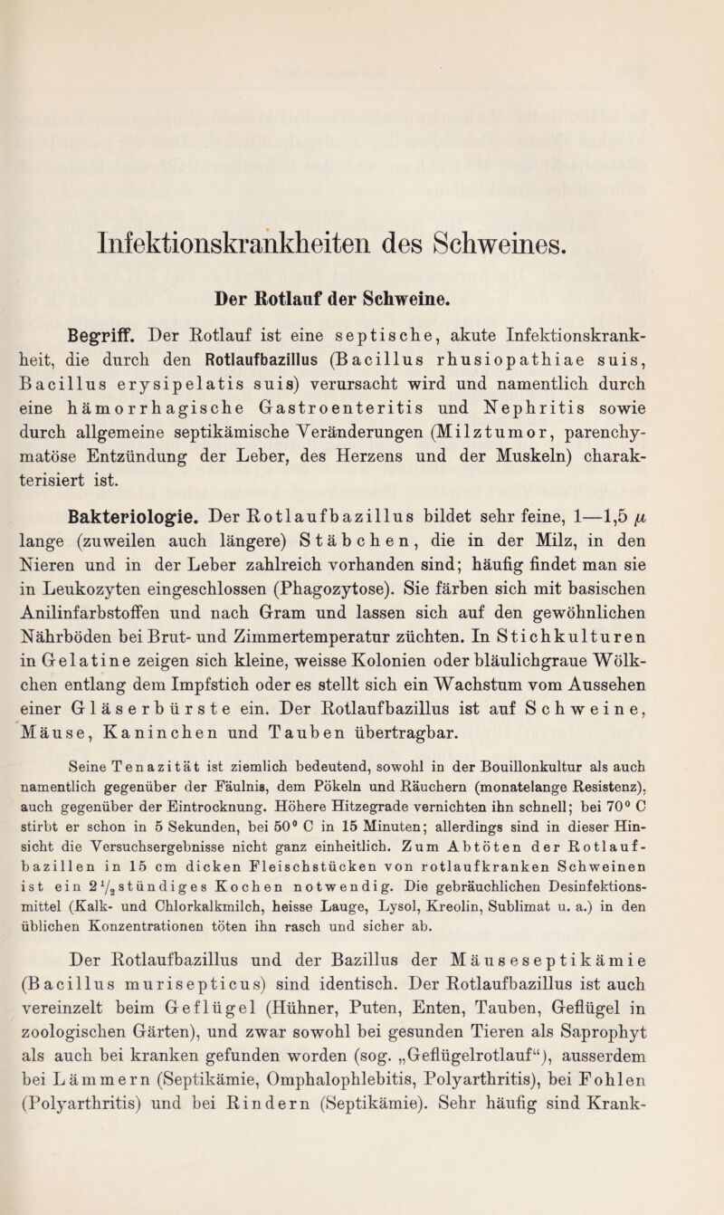Infektionskrankheiten des Schweines. Der Rotlauf der Schweine. Begriff. Der Rotlauf ist eine septische, akute Infektionskrank¬ heit, die durch den Rotlaufbazillus (Bacillus rhusiopathiae suis, Bacillus erysipelatis suis) verursacht wird und namentlich durch eine hämorrhagische Gastroenteritis und Nephritis sowie durch allgemeine septikämische Veränderungen (Milztumor, parenchy¬ matöse Entzündung der Leber, des Herzens und der Muskeln) charak¬ terisiert ist. Bakteriologie. Der Rotlaufbazillus bildet sehr feine, 1—1,5 (jl lange (zuweilen auch längere) Stäbchen, die in der Milz, in den Nieren und in der Leber zahlreich vorhanden sind; häufig findet man sie in Leukozyten eingeschlossen (Phagozytose). Sie färben sich mit basischen Anilinfarbstoffen und nach Gram und lassen sich auf den gewöhnlichen Nährböden bei Brut- und Zimmertemperatur züchten. In Stichkulturen in Gelatine zeigen sich kleine, weisse Kolonien oder bläulichgraue Wölk¬ chen entlang dem Impfstich oder es stellt sich ein Wachstum vom Aussehen einer Gläserbürste ein. Der Rotlaufbazillus ist auf Schweine, Mäuse, Kaninchen und Tauben übertragbar. Seine Tenazitat ist ziemlich bedeutend, sowohl in der Bouillonkultur als auch namentlich gegenüber der Fäulnis, dem Pökeln und Räuchern (monatelange Resistenz), auch gegenüber der Eintrocknung. Höhere Hitzegrade vernichten ihn schnell; bei 70° C stirbt er schon in 5 Sekunden, bei 50° C in 15 Minuten; allerdings sind in dieser Hin¬ sicht die Versuchsergebnisse nicht ganz einheitlich. Zum Abtöten der Rotlauf¬ bazillen in 15 cm dicken Fleischstücken von rotlaufkranken Schweinen ist ein 21/2stündiges Kochen notwendig. Die gebräuchlichen Desinfektions¬ mittel (Kalk- und Chlorkalkmilch, heisse Lauge, Lysol, Kreolin, Sublimat u. a.) in den üblichen Konzentrationen töten ihn rasch und sicher ab. Der Rotlaufbazillus und der Bazillus der Mäuseseptikämie (Bacillus murisepticus) sind identisch. Der Rotlaufbazillus ist auch vereinzelt beim Geflügel (Hühner, Puten, Enten, Tauben, Geflügel in zoologischen Gärten), und zwar sowohl bei gesunden Tieren als Saprophyt als auch bei kranken gefunden worden (sog. „Geflügelrotlauf“), ausserdem bei Lämmern (Septikämie, Omphalophlebitis, Polyarthritis), bei Fohlen (Polyarthritis) und bei Rindern (Septikämie). Sehr häufig sind Krank-