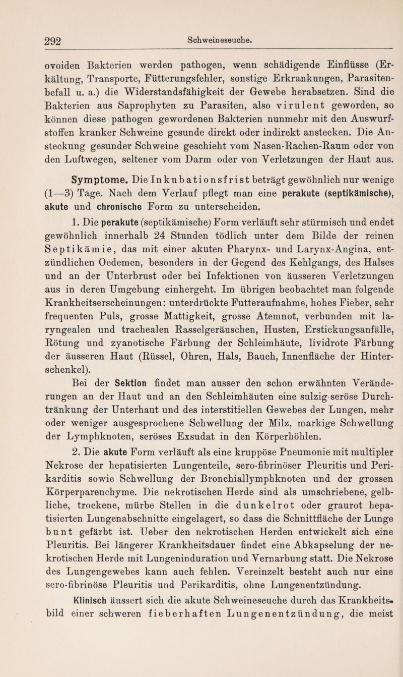 ovoiden Bakterien werden pathogen, wenn schädigende Einflüsse (Er¬ kältung, Transporte, Eütterungsfehler, sonstige Erkrankungen, Parasiten¬ befall u. a.) die Widerstandsfähigkeit der Gewebe herabsetzen. Sind die Bakterien aus Saprophyten zu Parasiten, also virulent geworden, so können diese pathogen gewordenen Bakterien nunmehr mit den Auswurf¬ stoffen kranker Schweine gesunde direkt oder indirekt anstecken. Die An¬ steckung gesunder Schweine geschieht vom Nasen-Bachen-Raum oder von den Luftwegen, seltener vom Darm oder von Verletzungen der Haut aus. Symptome. Die Inkubationsfrist beträgt gewöhnlich nur wenige (1—3) Tage. Nach dem Verlauf pflegt man eine perakute (septikämische), akute und chronische Form zu unterscheiden. 1. Die perakute (septikämische) Form verläuft sehr stürmisch und endet gewöhnlich innerhalb 24 Stunden tödlich unter dem Bilde der reinen Septikämie, das mit einer akuten Pharynx- und Larynx-Angina, ent¬ zündlichen Oedemen, besonders in der Gegend des Kehlgangs, des Halses und an der Unterbrust oder bei Infektionen von äusseren Verletzungen aus in deren Umgebung einhergeht. Im übrigen beobachtet man folgende Krankheitserscheinungen: unterdrückte Futteraufnahme, hohes Fieber, sehr frequenten Puls, grosse Mattigkeit, grosse Atemnot, verbunden mit la- ryngealen und trachealen Rasselgeräuschen, Husten, Erstickungsanfälle, Rötung und zyanotische Färbung der Schleimhäute, lividrote Färbung der äusseren Haut (Rüssel, Ohren, Hals, Bauch, Innenfläche der Hinter¬ schenkel). Bei der Sektion findet man ausser den schon erwähnten Verände¬ rungen an der Haut und an den Schleimhäuten eine sulzig-seröse Durch¬ tränkung der Unterhaut und des interstitiellen Gewebes der Lungen, mehr oder weniger ausgesprochene Schwellung der Milz, markige Schwellung der Lymphknoten, seröses Exsudat in den Körperhöhlen. 2. Die akute Form verläuft als eine kruppöse Pneumonie mit multipler Nekrose der hepatisierten Lun gen teile, sero-fibrinöser Pleuritis und Peri¬ karditis sowie Schwellung der Bronchiallymphknoten und der grossen Körperparenchyme. Die nekrotischen Herde sind als umschriebene, gelb¬ liche, trockene, mürbe Stellen in die dunkelrot oder graurot hepa¬ tisierten Lungenabschnitte eingelagert, so dass die Schnittfläche der Lunge bunt gefärbt ist. Ueber den nekrotischen Herden entwickelt sich eine Pleuritis. Bei längerer Krankheitsdauer findet eine Abkapselung der ne¬ krotischen Herde mit Lungeninduration und Vernarbung statt. Die Nekrose des Lungengewehes kann auch fehlen. Vereinzelt besteht auch nur eine sero-fibrinöse Pleuritis und Perikarditis, ohne Lungenentzündung. Klinisch äussert sich die akute Schweineseuche durch das Krankheits¬ bild einer schweren fieberhaften Lungenentzündung, die meist