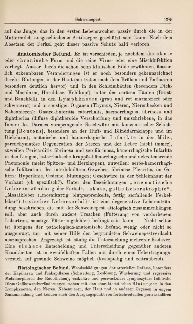 auf das Junge, das in den ersten Lebenswochen passiv durch die in der Muttermilch ausgeschiedenen Antikörper geschützt sein kann. Nach dem Absetzen der Ferkel geht dieser passive Schutz bald verloren. Anatomischer Befund. Er ist verschieden, je nachdem die akute oder chronische Form und die reine Yirus- oder eine Mischinfektion vorliegt. Ausser durch die schon beim klinischen Bilde erwähnten, äusser- lich erkennbaren Veränderungen ist er noch besonders gekennzeichnet durch: Blutungen in der Haut (sie treten nach dem Brühen und Enthaaren besonders deutlich hervor) und in den Schleimhäuten (besonders Dick- und Mastdarm, Harnblase, Kehlkopf), unter den serösen Häuten (Brust- nnd Bauchfell), in den Lymphknoten (grau und rot marmoriert oder schwarzrot) und in sonstigen Organen (Thymus, Nieren, Nierenbecken und Nebennieren); Gastro-Enteritis catarrhalis, haemorrhagica, fibrinosa und diphtherica (diffuse diphtheroide Verschorfung und umschriebene, in das Innere des Darmes vorspringende Geschwüre mit konzentrischer Schich¬ tung [Boutons], besonders an der Hüft- und Blinddarmklappe und im Dickdarm); anämische und hämorrhagische Infarkte in der Milz, parenchymatöse Degeneration der Nieren und der Leber (nicht immer), zuweilen Pericarditis fibrinosa und serofibrinosa, hämorrhagische Infarkte in den Lungen, katarrhalische kruppös-hämorrhagische und nekrotisierende Pneumonie (meist Spitzen- und Herzlappen), zuweilen: serös-hämorrhagi¬ sche Infiltration des interlobulären Gewebes, fibrinöse Pleuritis, im Ge¬ hirn: Hyperämie, Oedeme, Blutungen; Geschwüre in der Schleimhaut der Vorhaut (ob spezifisch?). Unter den Bezeichnungen „enzootische Leberentzündung der Ferkel“, „akute, gelbe Leberatrophie“, „Mosaikleber („mosaikartig blutgesprenkelte, fettig zerfallende Ferkel¬ leber“) toxischer Leberzerfall“ ist eine degenerative Leberentzün¬ dung beschrieben, die mit der Schweinepest ätiologisch Zusammenhängen soll, aber auch durch andere Ursachen (Fütterung von verdorbenem Lebertran, sonstige Fütterungsfehler) bedingt sein kann. — Nicht selten ist übrigens der pathologisch-anatomische Befund wenig oder nicht so ausgeprägt, um mit seiner Hilfe den begründeten Schweinepestverdacht auszusprechen. Angezeigt ist häufig die Untersuchung mehrerer Kadaver. Eine sichere Entscheidung und Unterscheidung gegenüber anderen Krankheiten ist in zweifelhaften Fällen nur durch einen Uebertragungs¬ versuch auf gesunde Schweine möglich (kostspielig und zeitraubend). Histologischer Befund. Wandschädigungen der arteriellen Gefässe, besonders der Kapillaren und Präkapillaren (Schwellung, Loslösung, Wucherung und regressive Metamorphosen der Endothelien); vaskuläre und perivaskuläre lymphozytäre Infiltrate. Diese Gefässwandveränderungen stehen mit den charakteristischen Blutungen in den Lymphknoten, den Nieren, Nebennieren, der Haut und in anderen Organen in engem Zusammenhang und können auch den Ausgangspunkt von fortschreitenden perivaskulären