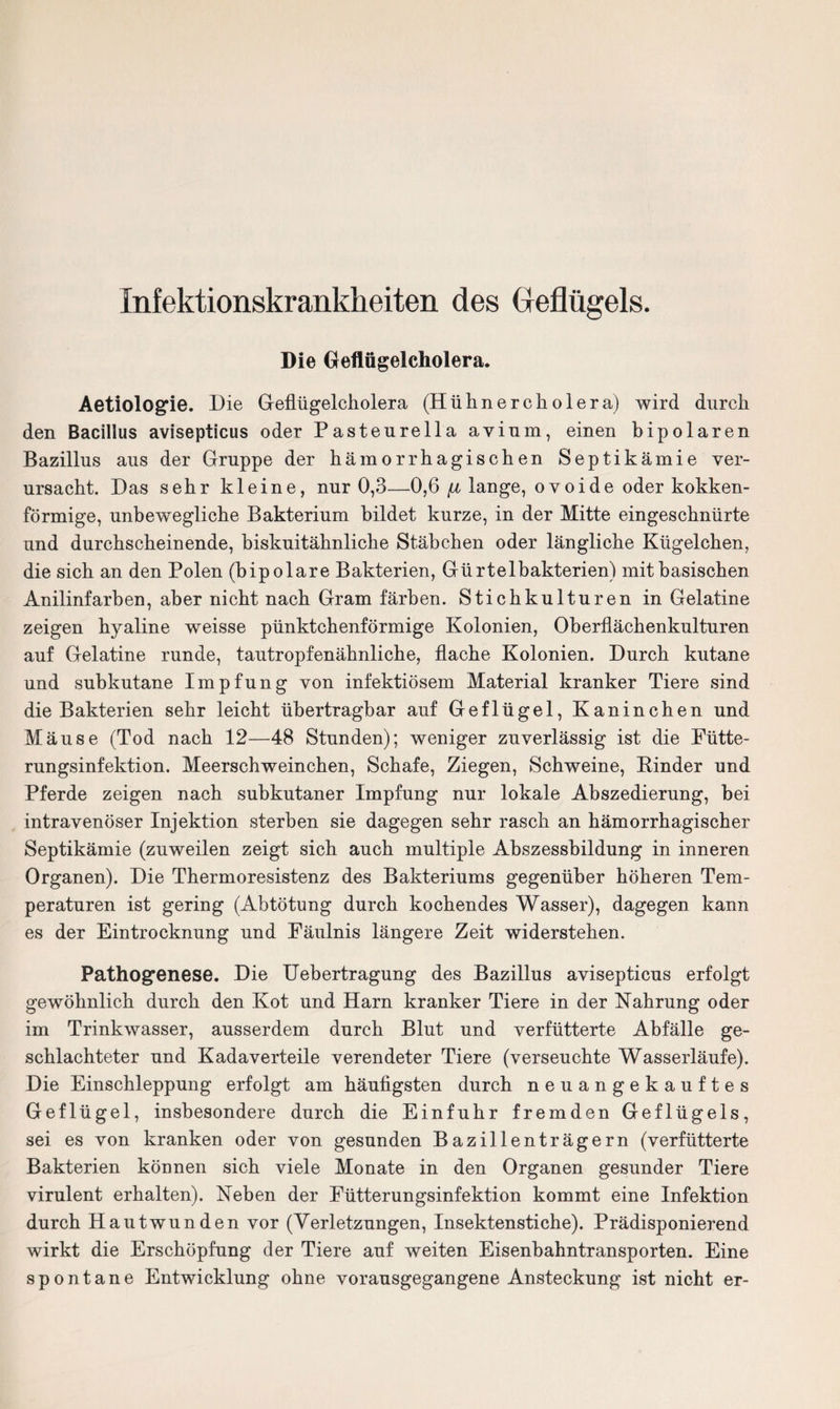 Infektionskrankheiten des Geflügels. Die Geflügelcholera. Aetiologie. Die Geflügelcholera (Hühnercholera) wird durch den Bacillus avisepticus oder Pasteurelia avium, einen bipolaren Bazillus aus der Gruppe der hämorrhagischen Septikämie ver¬ ursacht. Das sehr kleine, nur 0,3—0,6 /a lange, ovoide oder kokken¬ förmige, unbewegliche Bakterium bildet kurze, in der Mitte eingeschnürte und durchscheinende, biskuitähnliche Stäbchen oder längliche Kügelchen, die sich an den Polen (bipolare Bakterien, Gürtelbakterien) mit basischen Anilinfarben, aber nicht nach Gram färben. Stichkulturen in Gelatine zeigen hyaline weisse pünktchenförmige Kolonien, Oberflächenkulturen auf Gelatine runde, tautropfenähnliche, flache Kolonien. Durch kutane und subkutane Impfung von infektiösem Material kranker Tiere sind die Bakterien sehr leicht übertragbar auf Geflügel, Kaninchen und Mäuse (Tod nach 12—48 Stunden); weniger zuverlässig ist die Fütte¬ rungsinfektion. Meerschweinchen, Schafe, Ziegen, Schweine, Kinder und Pferde zeigen nach subkutaner Impfung nur lokale Abszedierung, bei intravenöser Injektion sterben sie dagegen sehr rasch an hämorrhagischer Septikämie (zuweilen zeigt sich auch multiple Abszessbildung in inneren Organen). Die Thermoresistenz des Bakteriums gegenüber höheren Tem¬ peraturen ist gering (Abtötung durch kochendes Wasser), dagegen kann es der Eintrocknung und Fäulnis längere Zeit widerstehen. Pathogenese. Die Uebertragung des Bazillus avisepticus erfolgt gewöhnlich durch den Kot und Harn kranker Tiere in der Nahrung oder im Trinkwasser, ausserdem durch Blut und verfütterte Abfälle ge¬ schlachteter und Kadaverteile verendeter Tiere (verseuchte Wasserläufe). Die Einschleppung erfolgt am häufigsten durch neuangekauftes Geflügel, insbesondere durch die Einfuhr fremden Geflügels, sei es von kranken oder von gesunden Bazillenträgern (verfütterte Bakterien können sich viele Monate in den Organen gesunder Tiere virulent erhalten). Neben der Fütterungsinfektion kommt eine Infektion durch Hautwunden vor (Verletzungen, Insektenstiche). Prädisponierend wirkt die Erschöpfung der Tiere auf weiten Eisenbahntransporten. Eine spontane Entwicklung ohne vorausgegangene Ansteckung ist nicht er-