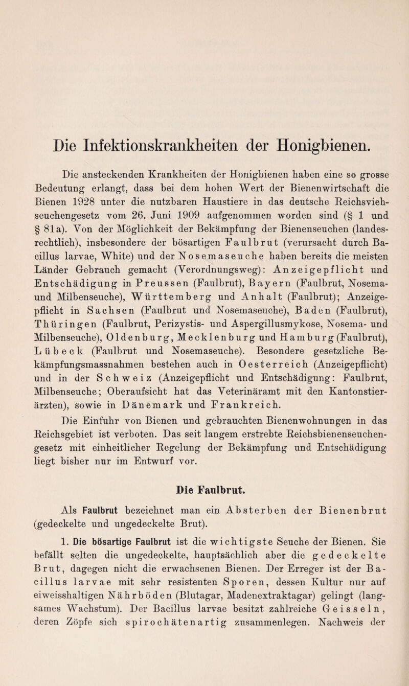 Die Infektionskrankheiten der Honigbienen. Die ansteckenden Krankheiten der Honigbienen haben eine so grosse Bedeutung erlangt, dass bei dem hohen Wert der Bienen Wirtschaft die Bienen 1928 unter die nutzbaren Haustiere in das deutsche Reichsvieh¬ seuchengesetz vom 26. Juni 1909 aufgenommen worden sind (§ 1 und § 81a). Von der Möglichkeit der Bekämpfung der Bienenseuchen (landes¬ rechtlich), insbesondere der bösartigen Faulbrut (verursacht durch Ba¬ cillus larvae, White) und der Nosemaseuche haben bereits die meisten Länder Gebrauch gemacht (Verordnungsweg): Anzeigepflicht und Entschädigung in Preussen (Faulbrut), Bayern (Faulbrut, Nosema- und Milbenseuche), Württemberg und Anhalt (Faulbrut); Anzeige¬ pflicht in Sachsen (Faulbrut und Nosemaseuche), Baden (Faulbrut), Thüringen (Faulbrut, Perizystis- und Aspergillusmykose, Nosema- und Milbenseuche), Oldenburg, Mecklenburg und Hamburg (Faulbrut), Lübeck (Faulbrut und Nosemaseuche). Besondere gesetzliche Be¬ kämpfungsmassnahmen bestehen auch in Oesterreich (Anzeigepflicht) und in der Schweiz (Anzeigepflicht und Entschädigung: Faulbrut, Milbenseuche; Oberaufsicht hat das Veterinäramt mit den Kantonstier¬ ärzten), sowie in Dänemark und Frankreich. Die Einfuhr von Bienen und gebrauchten Bienenwohnungen in das Reichsgebiet ist verboten. Das seit langem erstrebte Reichsbienenseuchen¬ gesetz mit einheitlicher Regelung der Bekämpfung und Entschädigung liegt bisher nur im Entwurf vor. Die Faulbrut. Als Faulbrut bezeichnet man ein Absterben der Bienenbrut (gedeckelte und ungedeckelte Brut). 1. Die bösartige Faulbrut ist die wichtigste Seuche der Bienen. Sie befällt selten die ungedeckelte, hauptsächlich aber die gedeckelte Brut, dagegen nicht die erwachsenen Bienen. Der Erreger ist der Ba¬ cillus larvae mit sehr resistenten Sporen, dessen Kultur nur auf eiweisshaltigen Nährböden (Blutagar, Madenextraktagar) gelingt (lang¬ sames Wachstum). Der Bacillus larvae besitzt zahlreiche Geissein, deren Zöpfe sich spirochätenartig Zusammenlegen. Nachweis der