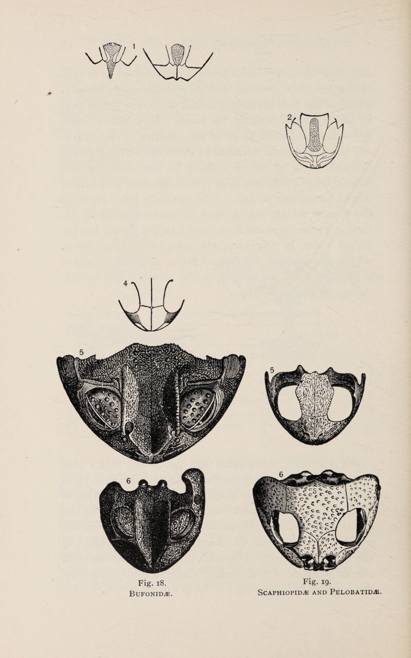 Fig. 18. Bufonid^:. Fig. 19. SCAPHIOPID^E AND PELOBATIDiE.