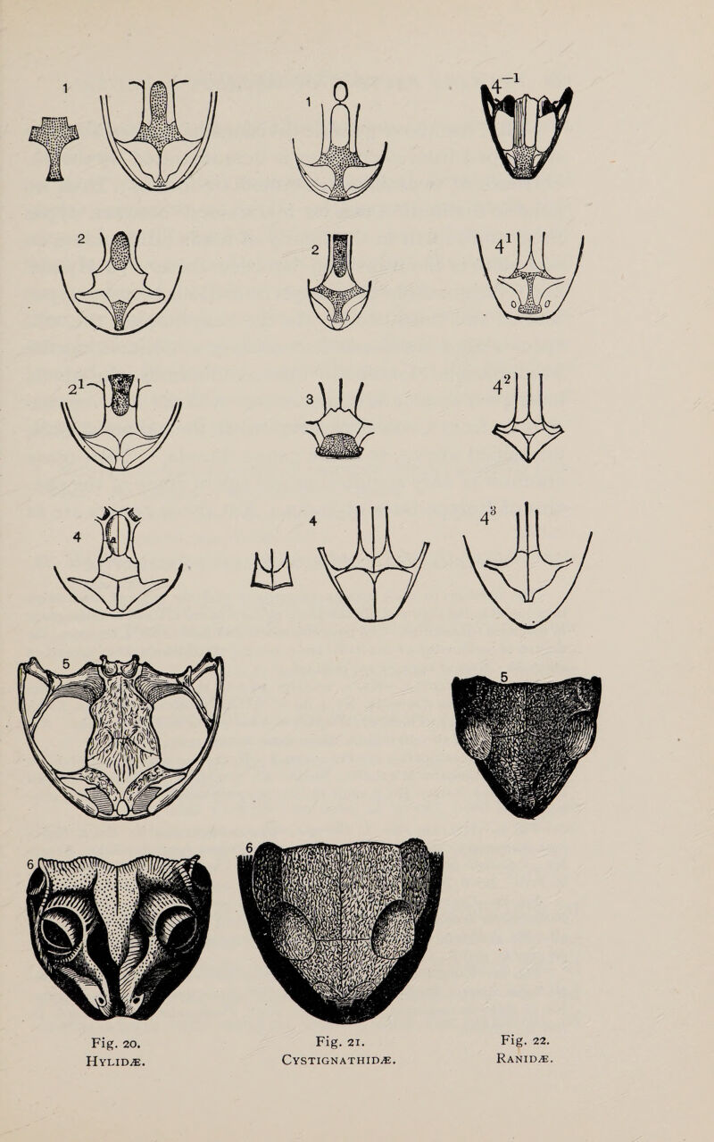 Fig. 20. Hylid.e. Fig. 21. Cystignathid^e. Fig. 22. Ranid^e.