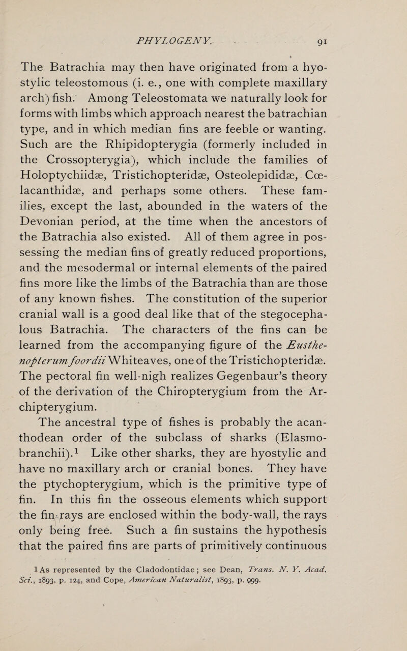 The Batrachia may then have originated from a hyo- stylic teleostomous (i. e., one with complete maxillary arch) fish. Among Teleostomata we naturally look for forms with limbs which approach nearest the batrachian type, and in which median fins are feeble or wanting. Such are the Rhipidopterygia (formerly included in the Crossopterygia), which include the families of Holoptychiidae, Tristichopteridae, Osteolepididae, Cce- lacanthidae, and perhaps some others. These fam¬ ilies, except the last, abounded in the waters of the Devonian period, at the time when the ancestors of the Batrachia also existed. All of them agree in pos¬ sessing the median fins of greatly reduced proportions, and the mesodermal or internal elements of the paired fins more like the limbs of the Batrachia than are those of any known fishes. The constitution of the superior cranial wall is a good deal like that of the stegocepha- lous Batrachia. The characters of the fins can be learned from the accompanying figure of the Eusthe- nopterum foordii Whiteaves, one of the Tristichopteridae. The pectoral fin well-nigh realizes Gegenbaur’s theory of the derivation of the Chiropterygium from the Ar- chipterygium. The ancestral type of fishes is probably the acan- thodean order of the subclass of sharks (Elasmo- branchii).1 Like other sharks, they are hyostylic and have no maxillary arch or cranial bones. They have the ptychopterygium, which is the primitive type of fin. In this fin the osseous elements which support the fin-rays are enclosed within the body-wall, the rays only being free. Such a fin sustains the hypothesis that the paired fins are parts of primitively continuous 1 As represented by the Cladodontidae ; see Dean, Trans. N. Y. Acad. Sci., 1893, p. 124, and Cope, American Naturalist, 1893, p. 999.