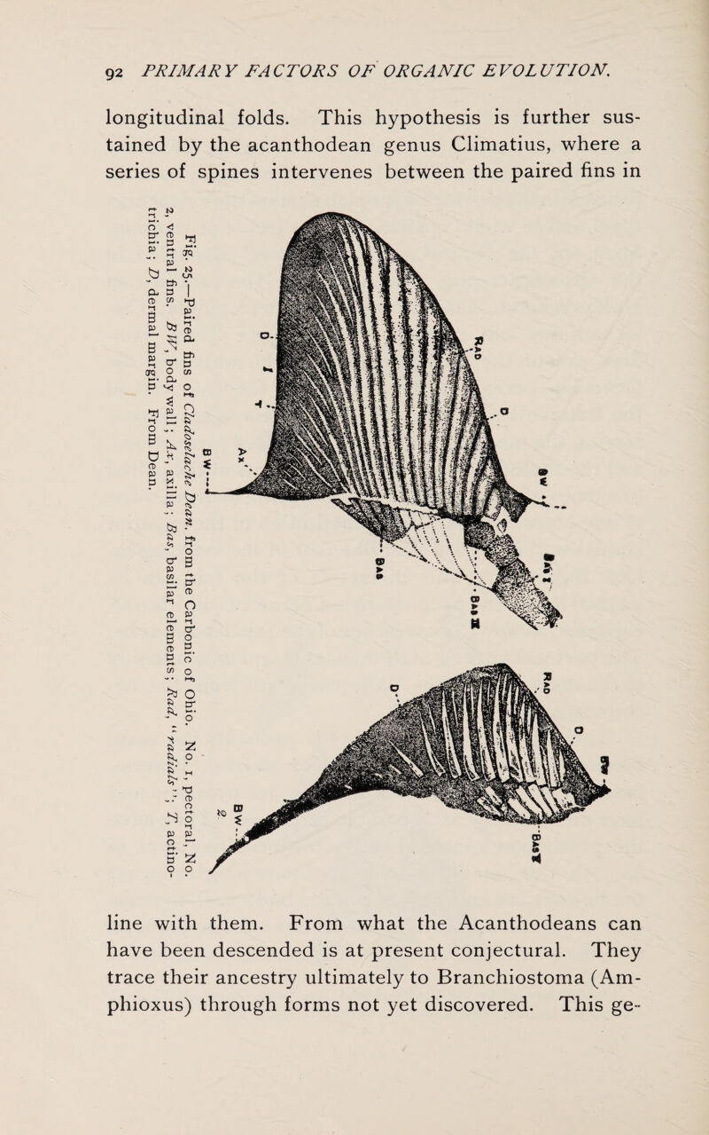 longitudinal folds. This hypothesis is further sus¬ tained by the acanthodean genus Climatius, where a series of spines intervenes between the paired fins in line with them. From what the Acanthodeans can have been descended is at present conjectural. They trace their ancestry ultimately to Branchiostoma (Am- phioxus) through forms not yet discovered. This ge-