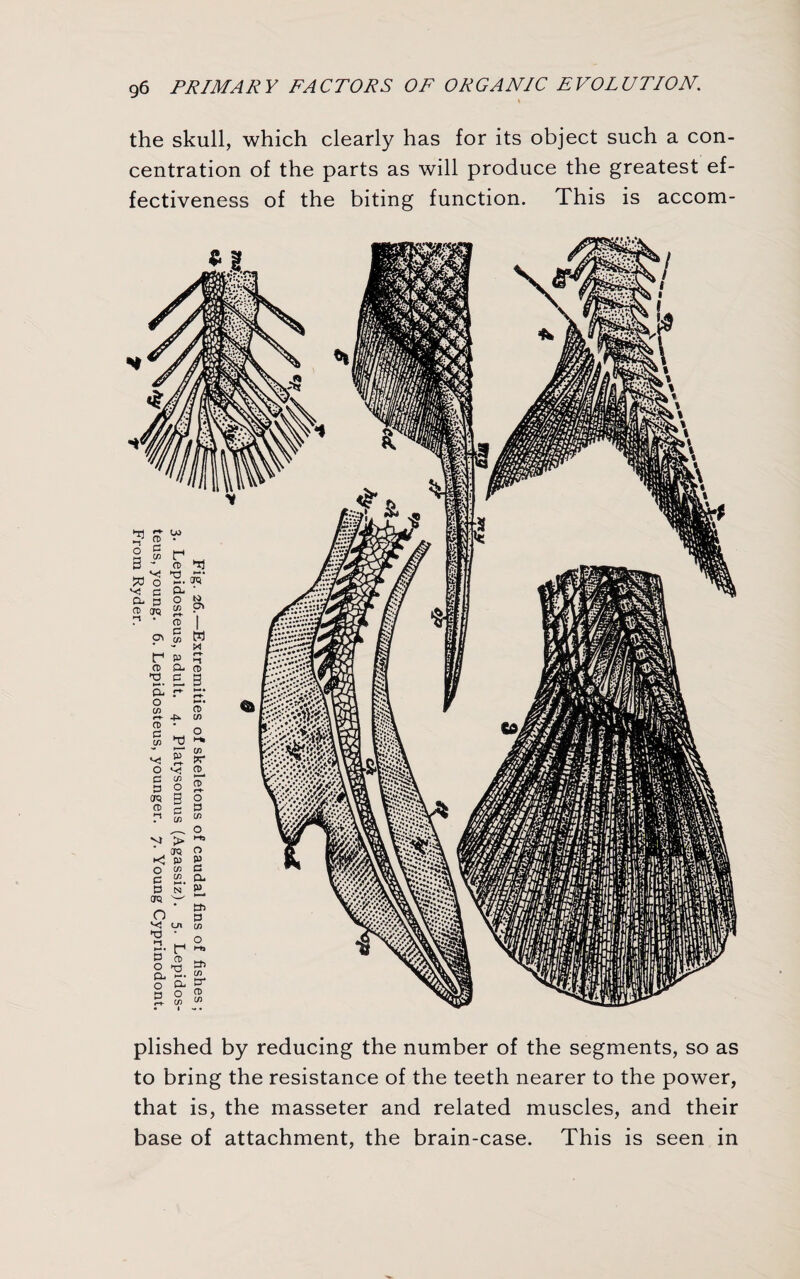 the skull, which clearly has for its object such a con¬ centration of the parts as will produce the greatest ef¬ fectiveness of the biting function. This is accom¬ plished by reducing the number of the segments, so as to bring the resistance of the teeth nearer to the power, that is, the masseter and related muscles, and their base of attachment, the brain-case. This is seen in