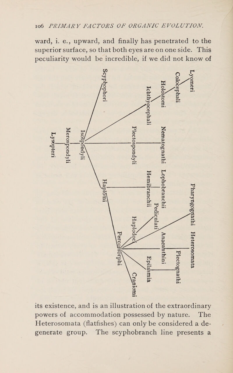 ward, i. e., upward, and finally has penetrated to the superior surface, so that both eyes are on one side. This peculiarity would be incredible, if we did not know of its existence, and is an illustration of the extraordinary powers of accommodation possessed by nature. The Heterosomata (flatfishes) can only be considered a de¬ generate group. The scyphobranch line presents a