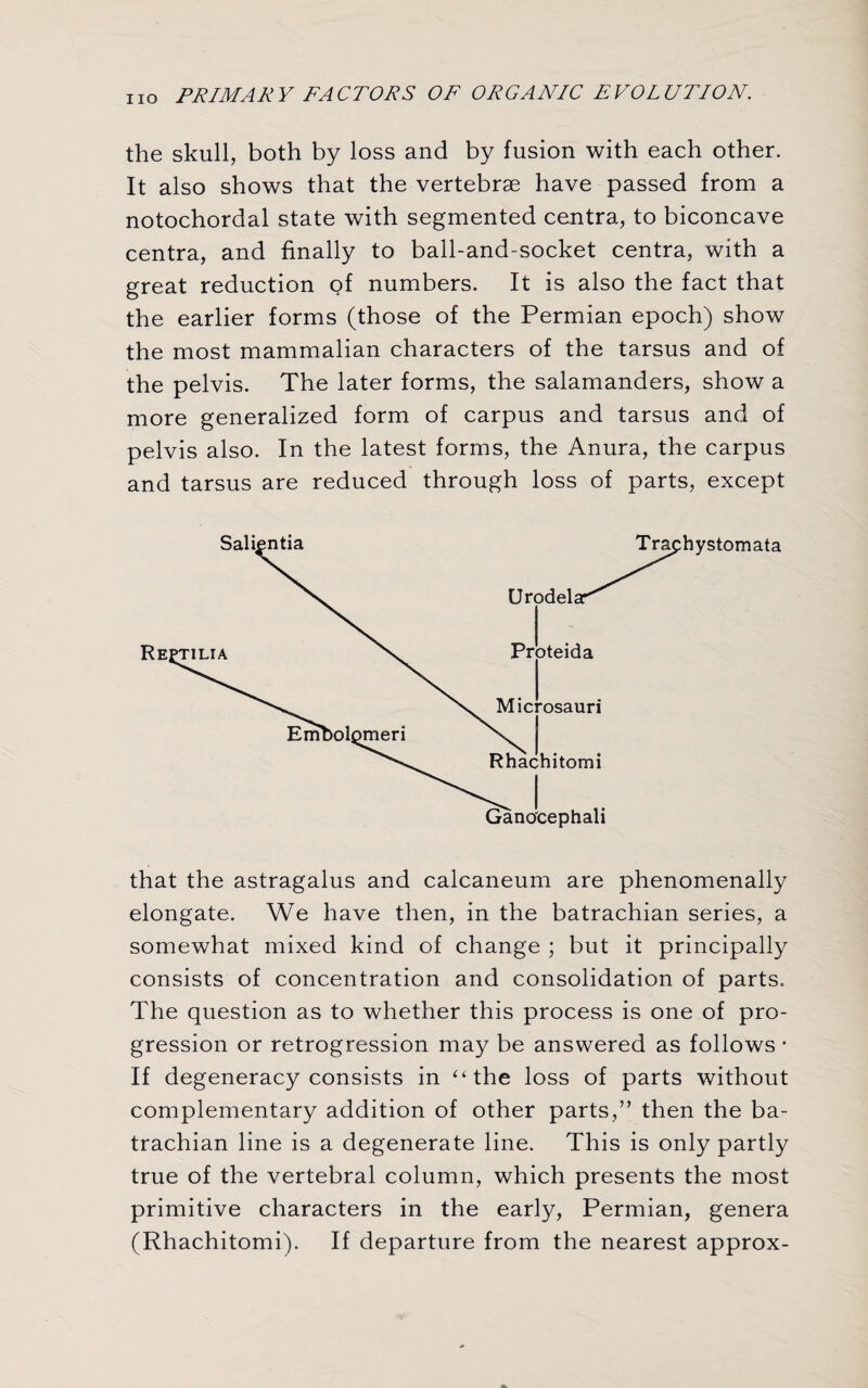 the skull, both by loss and by fusion with each other. It also shows that the vertebrae have passed from a notochordal state with segmented centra, to biconcave centra, and finally to ball-and-socket centra, with a great reduction of numbers. It is also the fact that the earlier forms (those of the Permian epoch) show the most mammalian characters of the tarsus and of the pelvis. The later forms, the salamanders, show a more generalized form of carpus and tarsus and of pelvis also. In the latest forms, the Anura, the carpus and tarsus are reduced through loss of parts, except that the astragalus and calcaneum are phenomenally elongate. We have then, in the batrachian series, a somewhat mixed kind of change ; but it principally consists of concentration and consolidation of parts. The question as to whether this process is one of pro¬ gression or retrogression may be answered as follows • If degeneracy consists in “the loss of parts without complementary addition of other parts,’’ then the ba¬ trachian line is a degenerate line. This is only partly true of the vertebral column, which presents the most primitive characters in the early, Permian, genera (Rhachitomi). If departure from the nearest approx-