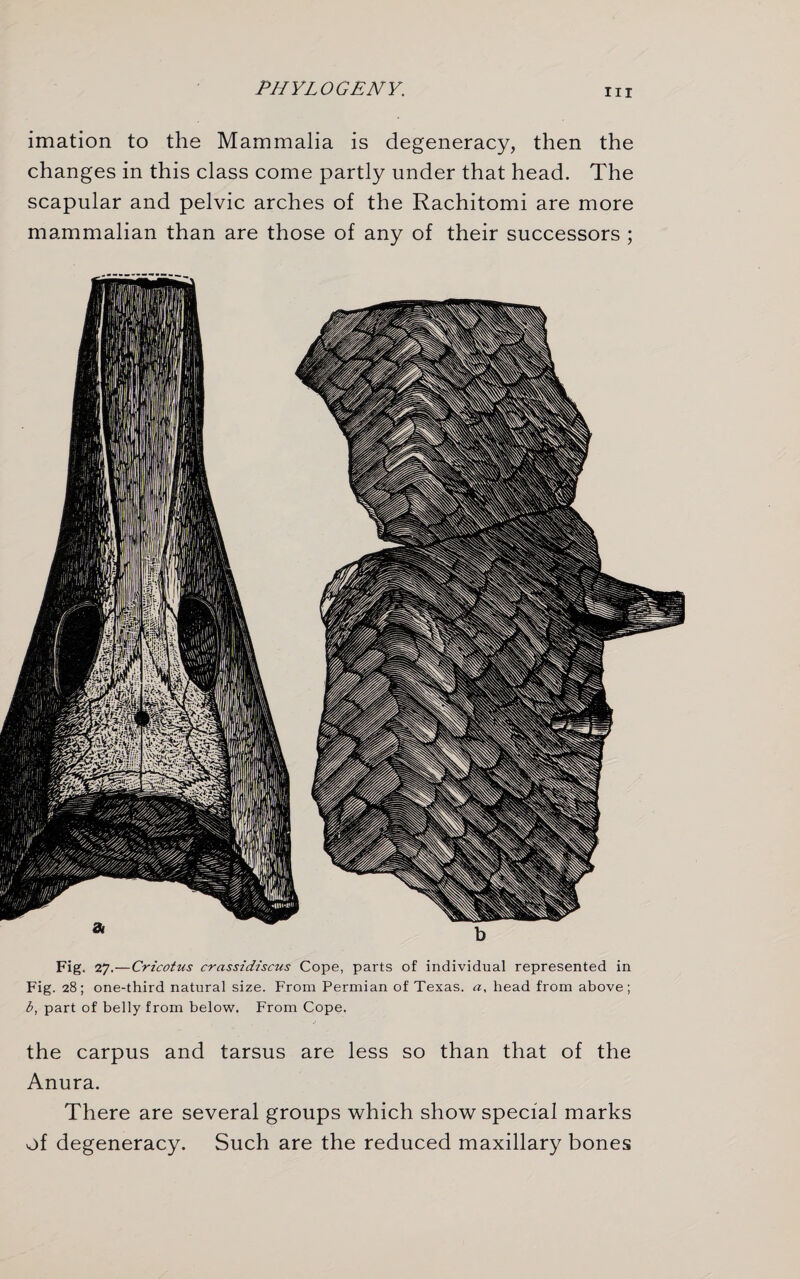 imation to the Mammalia is degeneracy, then the changes in this class come partly under that head. The scapular and pelvic arches of the Rachitomi are more mammalian than are those of any of their successors ; Fig. 27. —Cricotus crassidiscus Cope, parts of individual represented in Fig. 28; one-third natural size. From Permian of Texas, a, head from above; b, part of belly from below. From Cope. the carpus and tarsus are less so than that of the Anura. There are several groups which show special marks of degeneracy. Such are the reduced maxillary bones