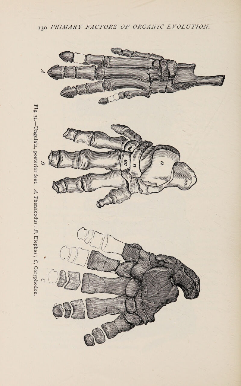 Fig. 34.—Ungulata, posterior feet. A, Phenacodus; B, Elephas ; C, Coryphodon.