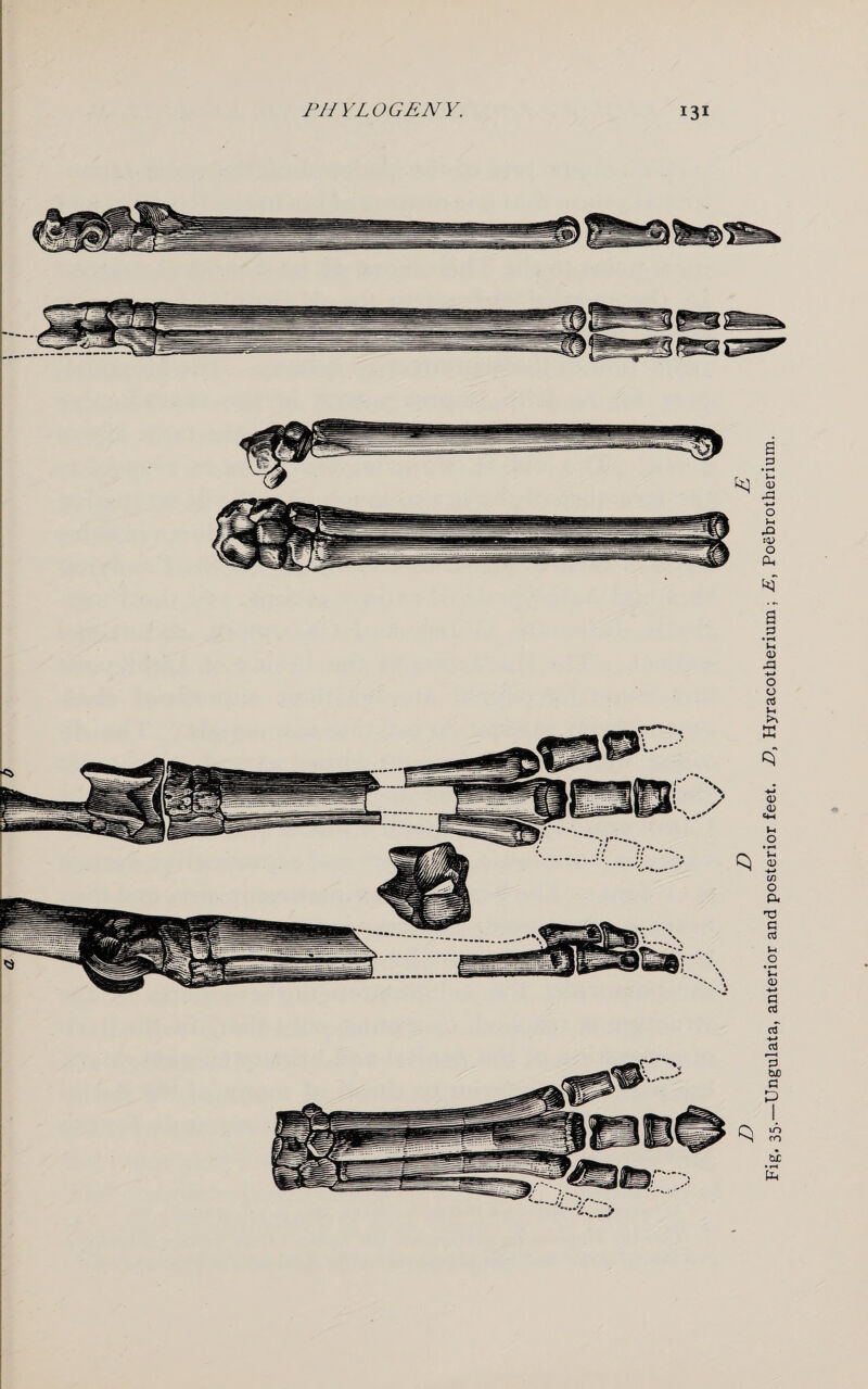 Fig, 35.—Ungulata, anterior and posterior feet. D, Hyracotherium; E, Poebrotherium.