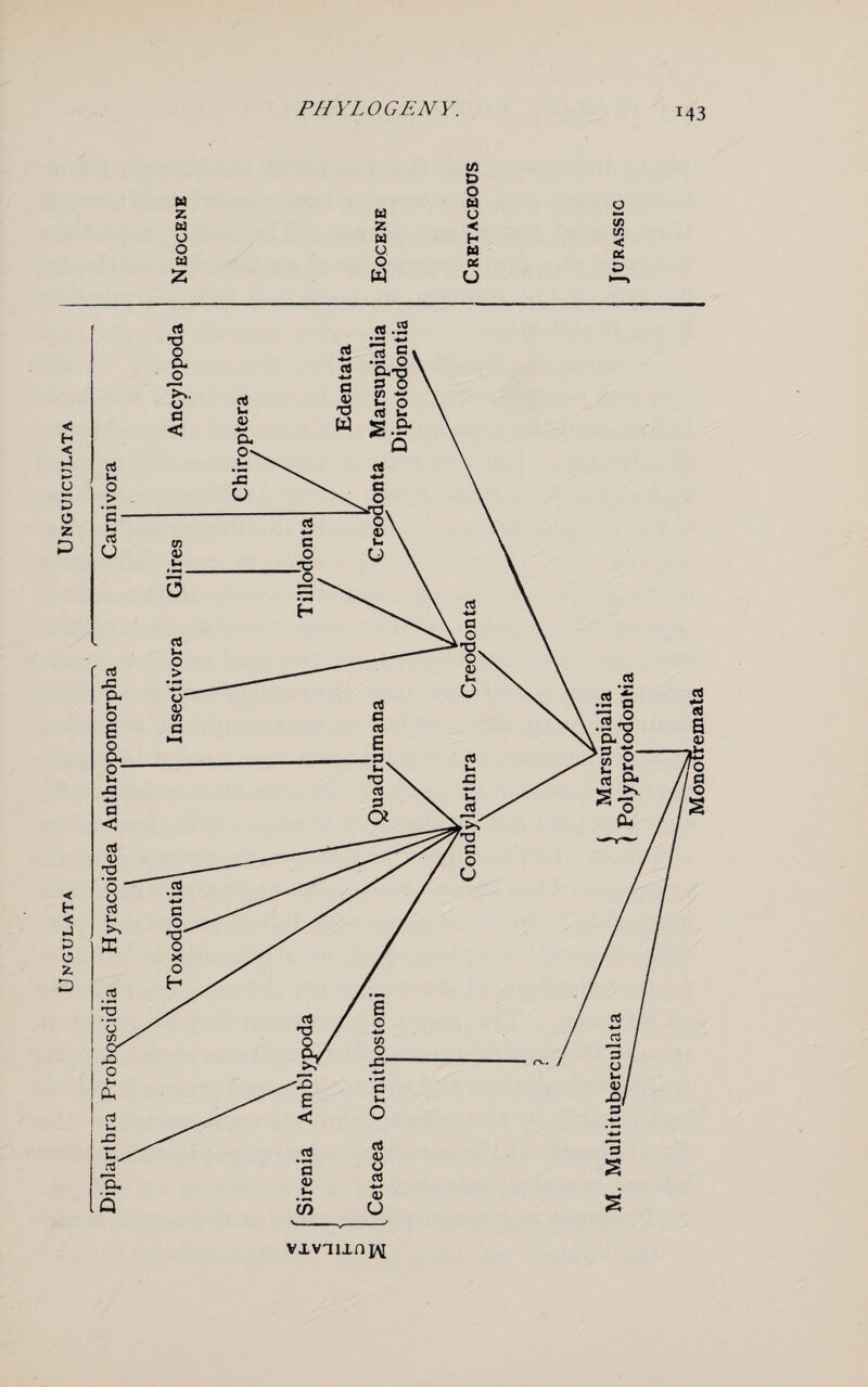 Diplarthra Proboscidia Hyracoidea Anthropomorpha Carnivora c/) in < < h < vxviixn j\[