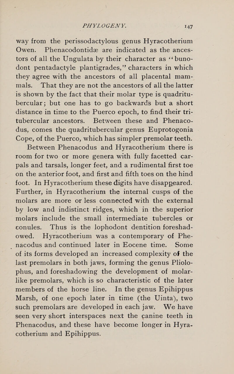 way from the perissodactylous genus Hyracotherium Owen. Phenacodontidae are indicated as the ances¬ tors of all the Ungulata by their character as “buno- dont pentadactyle plantigrades,” characters in which they agree with the ancestors of all placental mam¬ mals. That they are not the ancestors of all the latter is shown by the fact that their molar type is quadritu- bercular; but one has to go backwards but a short distance in time to the Puerco epoch, to find their tri- tubercular ancestors. Between these and Phenaco- dus, comes the quadritubercular genus Euprotogonia Cope, of the Puerco, which has simpler premolar teeth. Between Phenacodus and Hyracotherium there is room for two or more genera with fully facetted car- pals and tarsals, longer feet, and a rudimental first toe on the anterior foot, and first and fifth toes on the hind foot. In Hyracotherium these digits have disappeared. Further, in Hyracotherium the internal cusps of the molars are more or less connected with the external by low and indistinct ridges, which in the superior molars include the small intermediate tubercles or conules. Thus is the lophodont dentition foreshad¬ owed. Hyracotherium was a contemporary of Phe¬ nacodus and continued later in Eocene time. Some of its forms developed an increased complexity of the last premolars in both jaws, forming the genus Pliolo- phus, and foreshadowing the development of molar¬ like premolars, which is so characteristic of the later members of the horse line. In the genus Epihippus Marsh, of one epoch later in time (the Uinta), two such premolars are developed in each jaw. We have seen very short interspaces next the canine teeth in Phenacodus, and these have become longer in Hyra¬ cotherium and Epihippus.