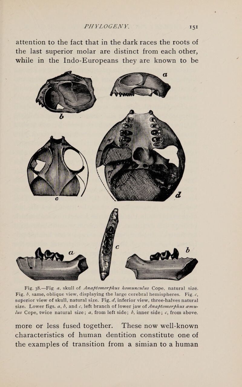 attention to the fact that in the dark races the roots of the last superior molar are distinct from each other, while in the Indo-Europeans they are known to be Fig. 38.—Fig a, skull of Anaptomorphus homunculus Cope, natural size. Fig. b, same, oblique view, displaying the large cerebral hemispheres. Fig. c, superior view of skull, natural size. Fig. d, inferior view, three-halves natural size. Lower figs, a, b, and c, left branch of lower jaw of Anaptomorphus <zmu- lus Cope, twice natural size; a, from left side; b, inner side; c, from above. more or less fused together. These now well-known characteristics of human dentition constitute one of the examples of transition from a simian to a human