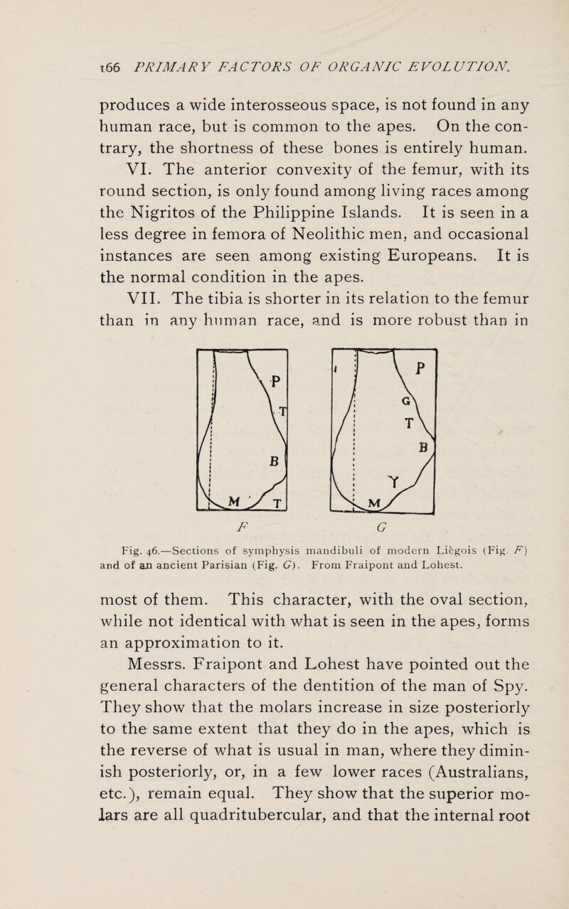 produces a wide interosseous space, is not found in any human race, but is common to the apes. On the con¬ trary, the shortness of these bones is entirely human. VI. The anterior convexity of the femur, with its round section, is only found among living races among the Nigritos of the Philippine Islands. It is seen in a less degree in femora of Neolithic men, and occasional instances are seen among existing Europeans. It is the normal condition in the apes. VII. The tibia is shorter in its relation to the femur than in any human race, and is more robust than in Fig. 46.—Sections of symphysis mandibuli of modern Liegois (Fig. F) and of an ancient Parisian (Fig. G). From Fraipont and Lohest. most of them. This character, with the oval section, while not identical with what is seen in the apes, forms an approximation to it. Messrs. Fraipont and Lohest have pointed out the general characters of the dentition of the man of Spy. They show that the molars increase in size posteriorly to the same extent that they do in the apes, which is the reverse of what is usual in man, where they dimin¬ ish posteriorly, or, in a few lower races (Australians, etc.), remain equal. They show that the superior mo¬ lars are all quadritubercular, and that the internal root