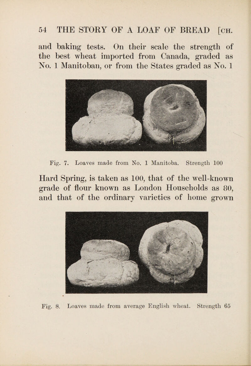 and baking tests. On their scale the strength of the best wheat imported from Canada, graded as No. 1 Manitoban, or from the States graded as No. 1 Fig. 7. Loaves made from No. 1 Manitoba. Strength 100 Hard Spring, is taken as 100, that of the well-known grade of flour known as London Households as 80, and that of the ordinary varieties of home grown Fig. 8. Loaves made from average English wheat. Strength 65