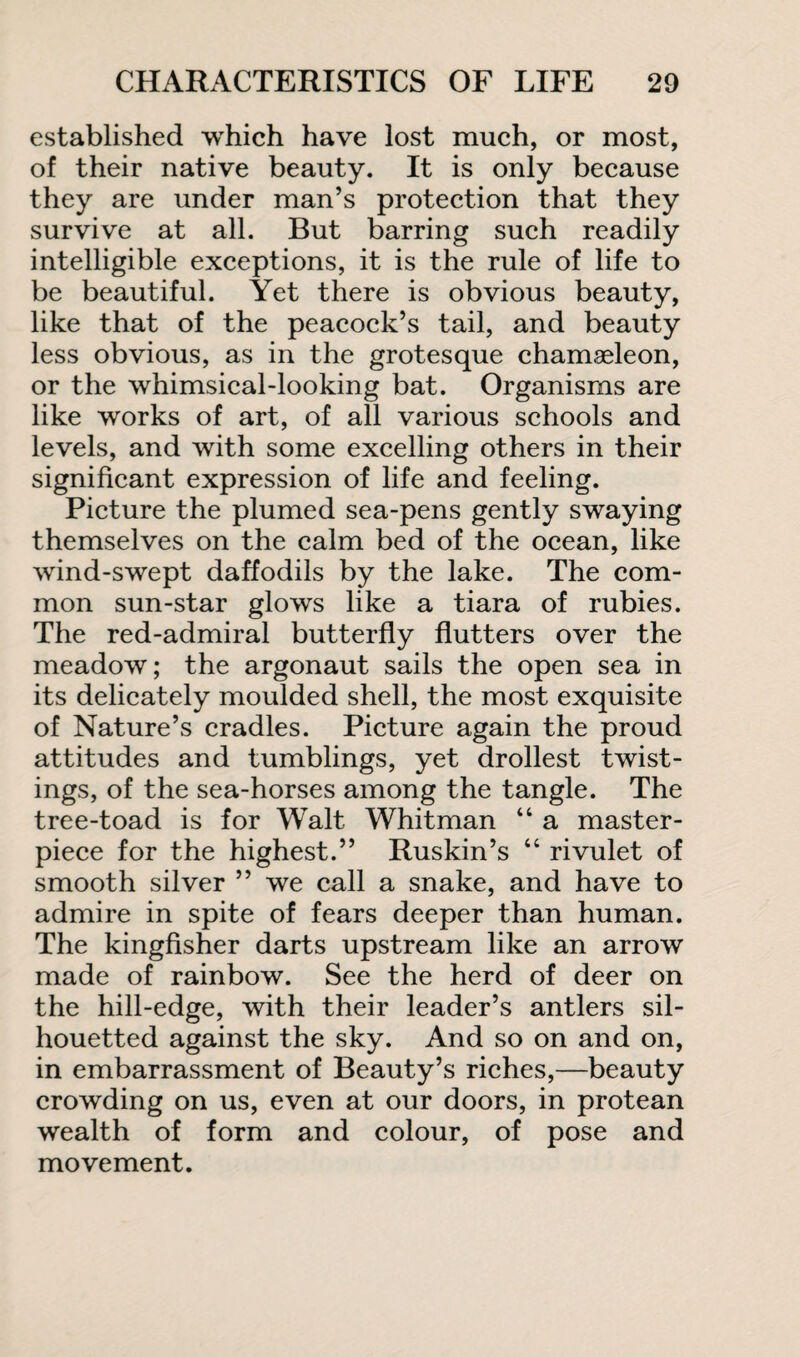 established which have lost much, or most, of their native beauty. It is only because they are under man’s protection that they survive at all. But barring such readily intelligible exceptions, it is the rule of life to be beautiful. Yet there is obvious beauty, like that of the peacock’s tail, and beauty less obvious, as in the grotesque chamaeleon, or the whimsical-looking bat. Organisms are like works of art, of all various schools and levels, and with some excelling others in their significant expression of life and feeling. Picture the plumed sea-pens gently swaying themselves on the calm bed of the ocean, like wind-swept daffodils by the lake. The com¬ mon sun-star glows like a tiara of rubies. The red-admiral butterfly flutters over the meadow; the argonaut sails the open sea in its delicately moulded shell, the most exquisite of Nature’s cradles. Picture again the proud attitudes and tumblings, yet drollest twist¬ ings, of the sea-horses among the tangle. The tree-toad is for Walt Whitman “ a master¬ piece for the highest.” Ruskin’s “ rivulet of smooth silver ” we call a snake, and have to admire in spite of fears deeper than human. The kingfisher darts upstream like an arrow made of rainbow. See the herd of deer on the hill-edge, with their leader’s antlers sil¬ houetted against the sky. And so on and on, in embarrassment of Beauty’s riches,—beauty crowding on us, even at our doors, in protean wealth of form and colour, of pose and movement.