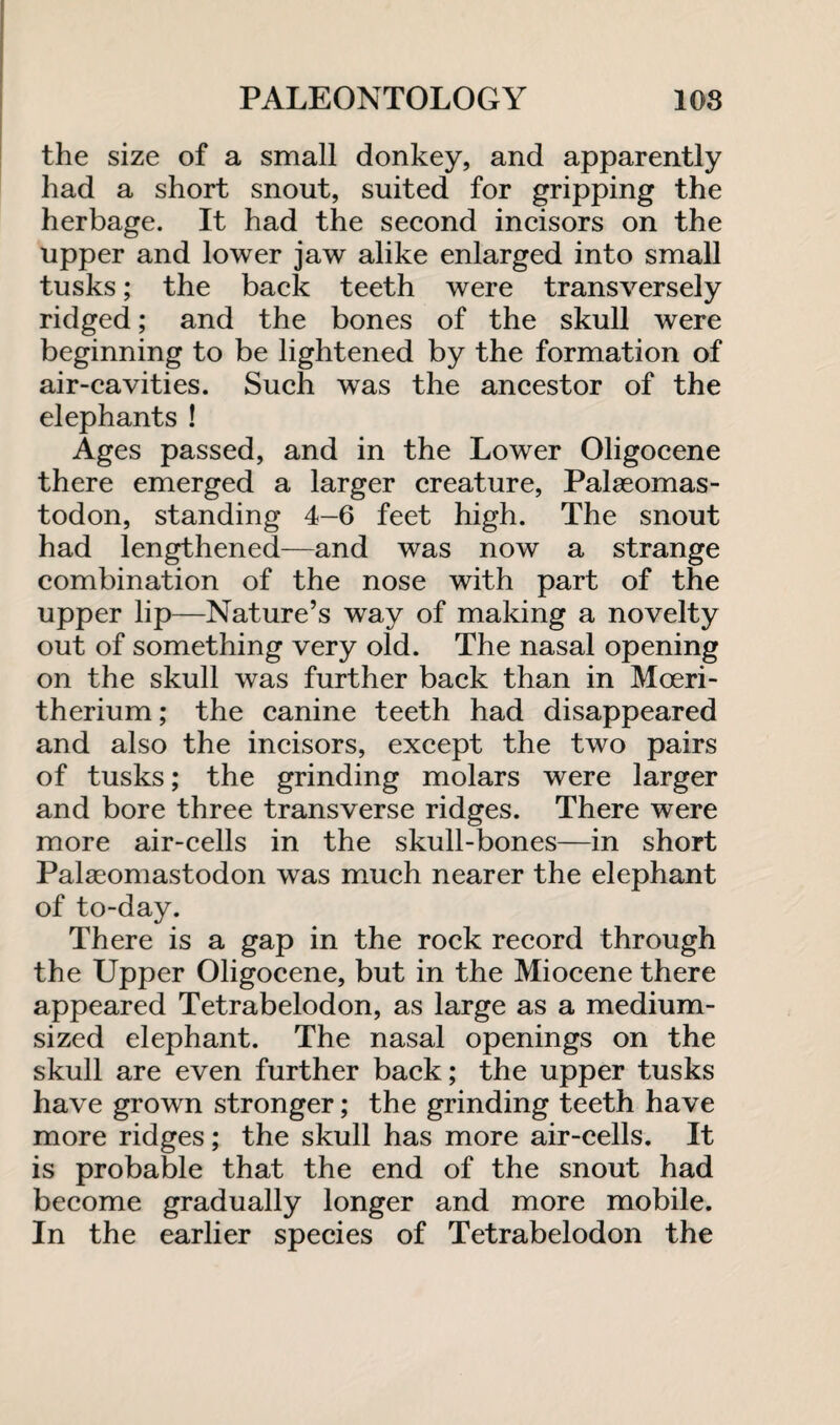 the size of a small donkey, and apparently had a short snout, suited for gripping the herbage. It had the second incisors on the upper and lower jaw alike enlarged into small tusks; the back teeth were transversely ridged; and the bones of the skull were beginning to be lightened by the formation of air-cavities. Such was the ancestor of the elephants ! Ages passed, and in the Lower Oligocene there emerged a larger creature, Palseomas- todon, standing 4-6 feet high. The snout had lengthened—and was now a strange combination of the nose with part of the upper lip—Nature’s way of making a novelty out of something very old. The nasal opening on the skull was further back than in Mceri- therium; the canine teeth had disappeared and also the incisors, except the two pairs of tusks; the grinding molars were larger and bore three transverse ridges. There were more air-cells in the skull-bones—in short Palasomastodon was much nearer the elephant of to-day. There is a gap in the rock record through the Upper Oligocene, but in the Miocene there appeared Tetrabelodon, as large as a medium¬ sized elephant. The nasal openings on the skull are even further back; the upper tusks have grown stronger; the grinding teeth have more ridges; the skull has more air-cells. It is probable that the end of the snout had become gradually longer and more mobile. In the earlier species of Tetrabelodon the