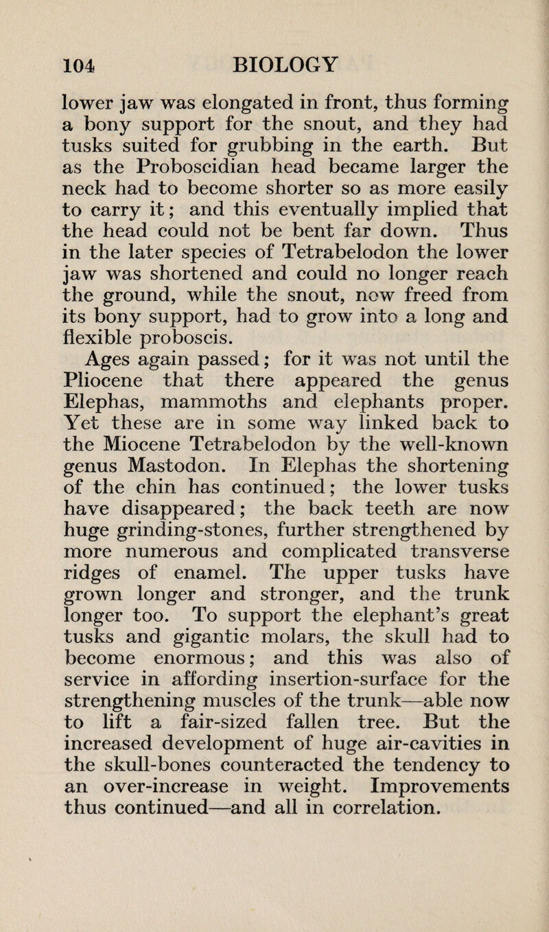 lower jaw was elongated in front, thus forming a bony support for the snout, and they had tusks suited for grubbing in the earth. But as the Proboscidian head became larger the neck had to become shorter so as more easily to carry it; and this eventually implied that the head could not be bent far down. Thus in the later species of Tetrabelodon the lower jaw was shortened and could no longer reach the ground, while the snout, now freed from its bony support, had to grow into a long and flexible proboscis. Ages again passed; for it was not until the Pliocene that there appeared the genus Elephas, mammoths and elephants proper. Yet these are in some way linked back to the Miocene Tetrabelodon by the well-known genus Mastodon. In Elephas the shortening of the chin has continued; the lower tusks have disappeared; the back teeth are now huge grinding-stones, further strengthened by more numerous and complicated transverse ridges of enamel. The upper tusks have grown longer and stronger, and the trunk longer too. To support the elephant’s great tusks and gigantic molars, the skull had to become enormous; and this was also of service in affording insertion-surface for the strengthening muscles of the trunk—able now to lift a fair-sized fallen tree. But the increased development of huge air-cavities in the skull-bones counteracted the tendency to an over-increase in weight. Improvements thus continued—and all in correlation.