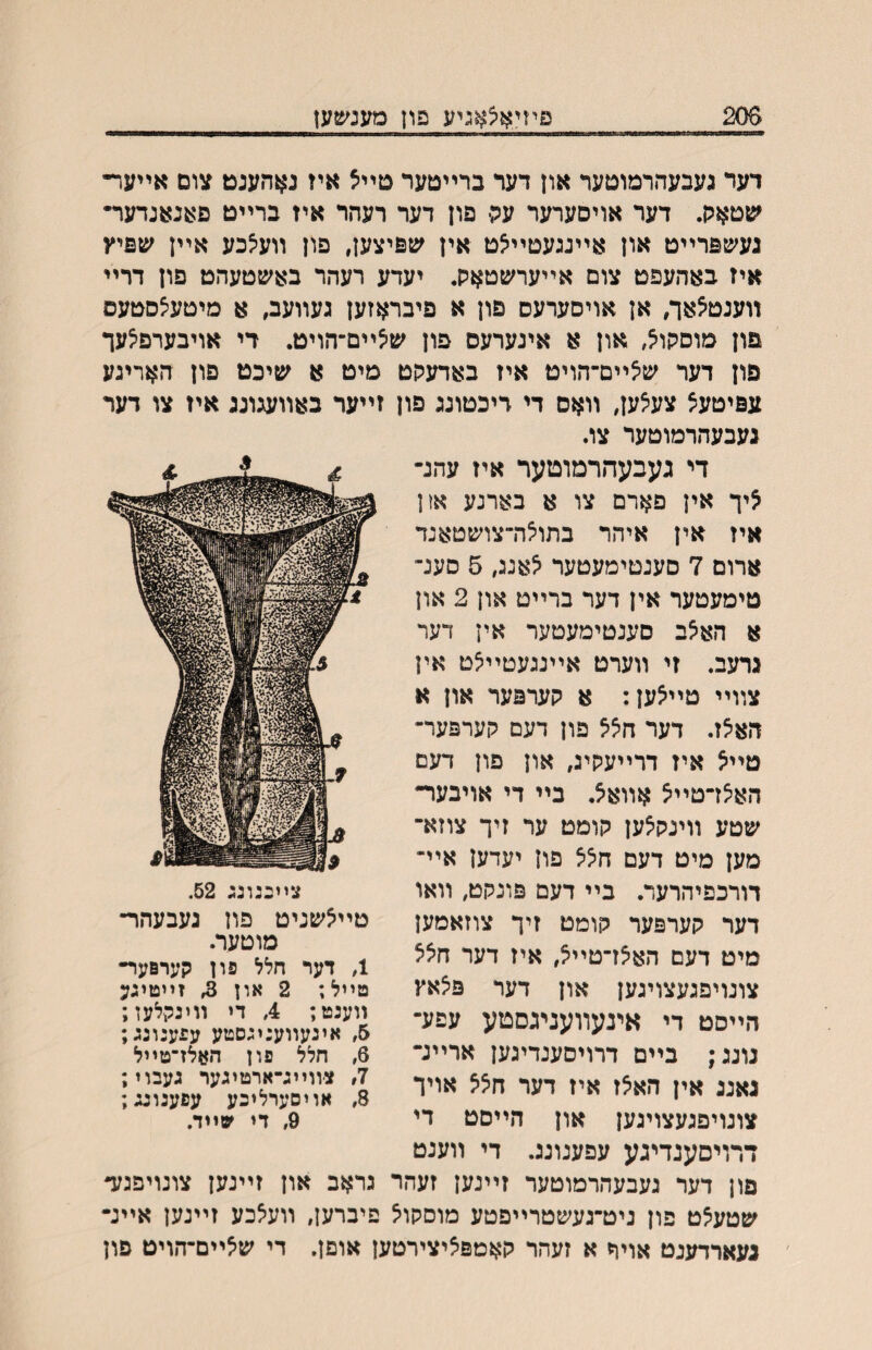 206 פיזיאצאגיע פון מענשען דער געבעהרמוטער און דער ברײטער טײצ איז נאהענט צום אײער• שטאכן. דער אויסערער עק• םון דער רעהר איז ברײט םאנאנדער״ געשפרײט און אײגגעטײ^ט אין שפיצען, םון װעיצכע אײן שפיץ איז באהעפט צום אײערשטאק. יעדע רעהר באשטעהט פון דרײ װענט^אך, אן אויסערעס פון א פיבראזען געװעב, א מיטע^סטעס פון מוסקוא, און א אינערעס פון ש^ײם־הויט. רי אויבערפ^עך פון דער שיצײם־הויט איז באדעקט מיט א שיכט פון האריגע עפיטע^ צע^ען, װאס די דיכטונג פון זײער באװעגונג איז צו דער געכעהרמוטער צו. די געבעהרמוטער איז עהנ־ ^יך אין פארם צו א בארנע אןן איז אין איהר בתוצה־צושטאנד ארום 7 סענטימעטער ^אנג, 5 סענ־ טימעטער אין דער ברײט און 2 און א הא^ב סענטימעטער אין דער גדעב. זי װערט אײנגעטײ^ט אין צװײ טײאען: א קערפער און א האצז. דער \זלל פון דעם קערפער־ מײל איז דרײעקיג, און פון דעם הא^ז־טײצ אװא^. בײ די אויבער• שטע װינקיצען קומט ער זיך צוזא־ מען מיט דעם פון יעדען אײ־ דורכפיהרער. בײ דעם פונקט, װאו דער קערפער קומט זיך צוזאמען מיט דעם האצז־טײא, איז דער חלל צונויפגעצויגען און דער פצאץ הײסט די אינעװעניגסטע עפע־ נונג; בײם דרויסענדיגען ארײנ• גאננ אין האצז איז דער הלל אויד צונויפגעצויגען און הײסט די דרויסענדיגע עפענונג. די װענט פון דער געבעהרמוטער זײנען זעהר גראב און זײנען צונויפגע- שטעצט פון ניט־נעשטרײפטע מוסקוצ פיברען, װעיצכע זײנען אײנ- געארדענט אויך א זעהר קאטפ^יצירטען אופן. די ש^ײם־הויט פון צײננוגג 52. טײ^שניט פוז נעבעהר־ מוטער. 4 דער חלל פון קערפעײ טײל; 2 און 3, זײטיגע װענט; 4 די װינקלעז; 6, אינעװעניגסטע עפענונג; 6, חלל פון האלז־טײל 7, צװײג־ארטיגער געבוי; 8, אויסערלינע עפענונג; 9, די ^טײד.