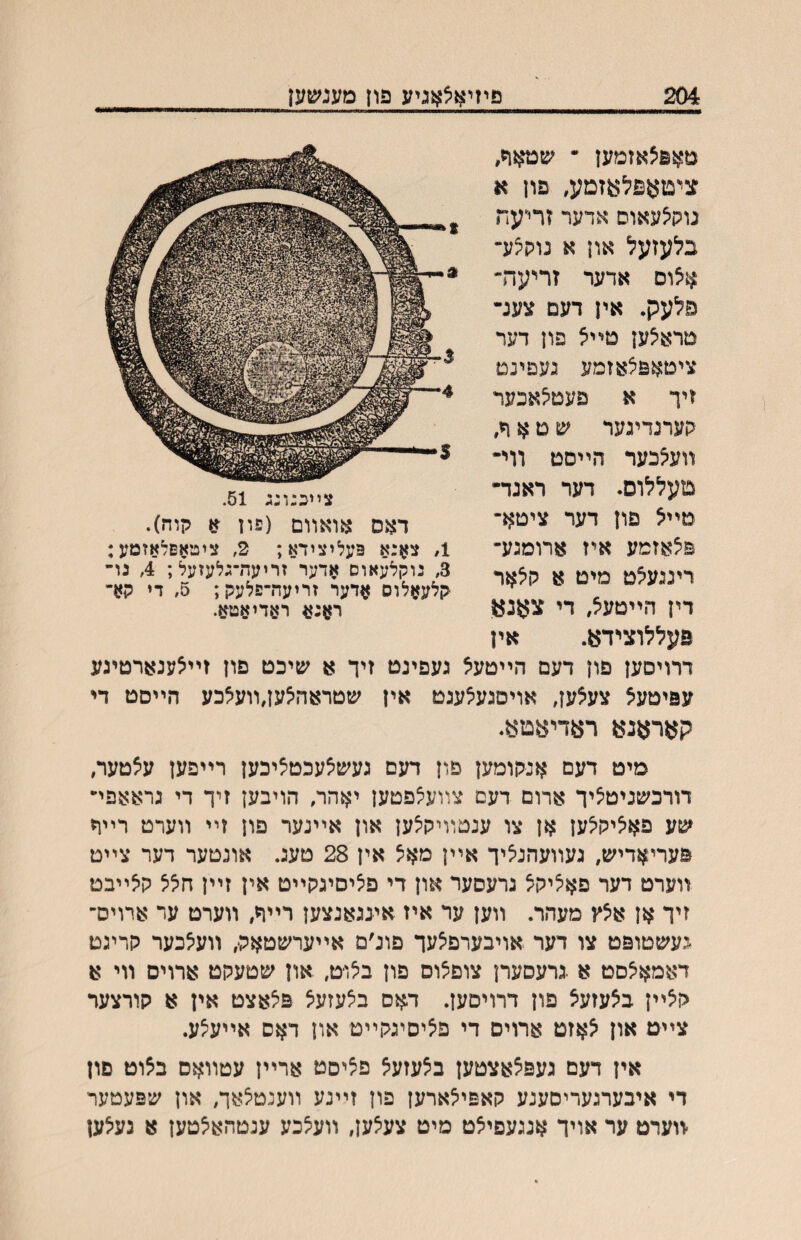 204 פיזיאלאניע פון מענשען מאפצאזמען ״ שטאוי, ציםאפלאזמע, פון א נוקצעאוס אדער זריעח בלעזעל און א נוקצע־ אצום אדער זריעדד פלעק. אין דעם צענ־י טראצען טײצ פון דער ציטאפצאזמע נעפינט זיך א פעטצאכער קערנדינער ש ט א ח, װעצכער הײסט װי- טעללרס. דער ראנד־ םײצ פון דער ציטא- פצאזמע איז ארומגע״ ריננעצט מיט א קצאר דין הײטעל, די צאנא פעללוצידא. אין דרויסען פון דעם הײטעא נעפינט זיך א שיכט פון זײצענארטינע עפיטעצ צעלען, אויסנעצענט אין שטראהצען,װעצכע הײסט די קאראנא ראדיאטא. מיט דעם אנקומען פון דעם געשצעכטציכען רײפען עצטער, דורכשניטציך ארום דעם צװעצפטען יאהר, הויבען זיך די גראאפײ שע פאציקצען אן צו ענטװיקצען און אײנער פון זײ װערט רײר פעריאדיש, נעװעהנציך אײן מאצ אין 28 טעג. אונטער דער צײט װערט דער פאציקצ גרעסער און די פציםיגקײט אין זײן חצצ קצײבט זיך אן אצץ מעהר. װען ער איז אינגאנצען רײר, װערט ער ארויס־ געשטופט צו דער אויבערפצעך פונ׳ם אײערשטאק, װעצכער קריגט דאמאצםט א .גרעסערן צוםצוס פון בצויט, און שטעקט ארויס װי א קצײן בצעזעצ פון דרויסען. דאס בצעזעצ פצאצט אין א קורצער צײט און צאזט ארויס די םציסיגקײט און דאס אײעצע. אין דעם געפצאצטען בצעזעצ פציסט ארײן עטװאם בצוט פון די איבערגעריסענע קאפיצארען פון זײנע װענטצאך, און שפעטער ׳װערט ער אויך אנגעםיצט מיט צעצען, װעצכע ענטהאצטען א נעצען צײכנונג 51. דאס אואװם (פון א קוה). 1, צאנא פעליצידא; 2, ציטאסלאזמע: 3, גוקלעאוס אדער זריעת־גלעזעל; 4, גו־ קלעאלוס ^דער זריעה־פלעק; 5, די קא״ ראנא ראדיאטא.