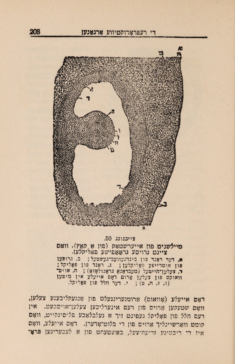 די רעםראדוקטייװע ארנאנעז 203 צײכנלנג 50. מײצשניט פח אײערשטארן (פון א קאץ)׳ װאס צײגט גרליסע גראאפישע פאליקיצען. •1, דער ראנד פון בינדגעװעב־געשטעל; ב, נרופען פון אומרײפע פאליקלען; ג, ראנד פון פאליקל: ד, צעלען־חייטעל (מעבראנא גראנולאזא) ; ה, אויכד װאוקס פון צעלען ארום דאס אײעלע אין מיטען (װ ז, ח, ט) ; י. דער חלל פון פאליקל. דאס אײעלע (אװאום) ארומגערינגעצט פון אנגעק^יבענע צע^ען, װאס שטעקען ארויס פון דעם אינערליכען צעלען״אויסבעט. אין דעם הלל פון פאליק^ געפינט זיר א געצב^אכע פציסיגקײט, װאם קומט װארשײנליך ארויס פון די בלוט־אדערן. דאס אײעלע, װאס איז די ריכטינע זריעה־צעצ, באשטעהט פון א צעכעדיגען פרא־י