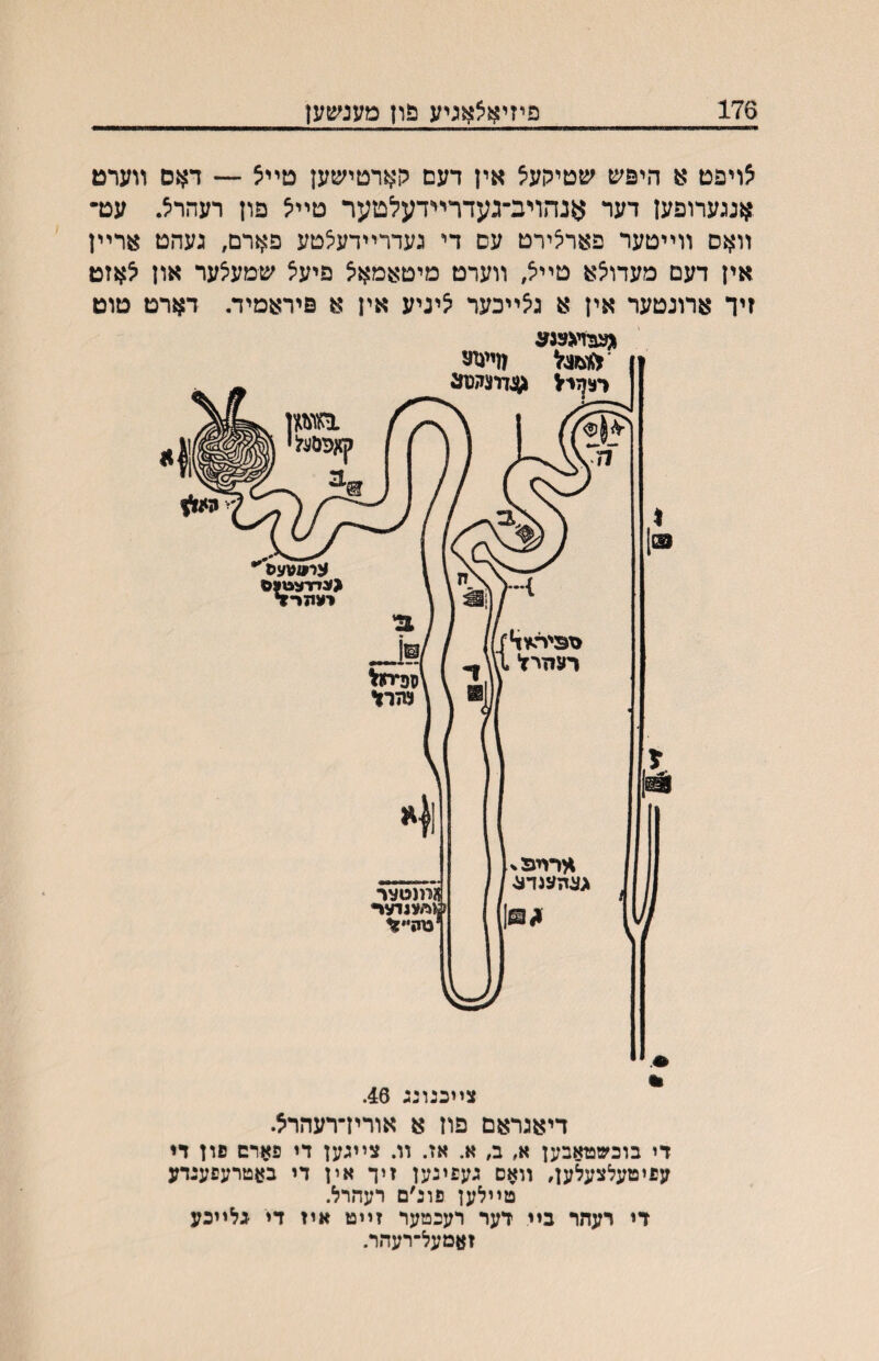 176 פיזיאצאגיע פון מענשען ^ויפט א היפש שטיקעיצ אין דעם קארטישען טײצ — דאס װערט אנגערופען דער אנהויב־געדרײדעלטער טײ^ פון רעהרצ. עט־ װאס װײטער פארלירט עם די געררײרעלטע פארם, געהט ארײן אין דעם מעדולא טײצ, װערט מיטאמאל פיעל שמעלער און לאזט זיר ארונטער אין א גלײכער ליניע אין א פיראמיד. דארט טוט די בוכשטאבען א, ב, א. אז. װ. צײגען די פארם פון די עפימעלצעלען, װאם געפינען זיך אין די באטרעפענדע טײלען פונ׳ם רעהרל. די רעחר בײ דער רעכטער זײט איז די גלײכע זאמעל-רעהר.