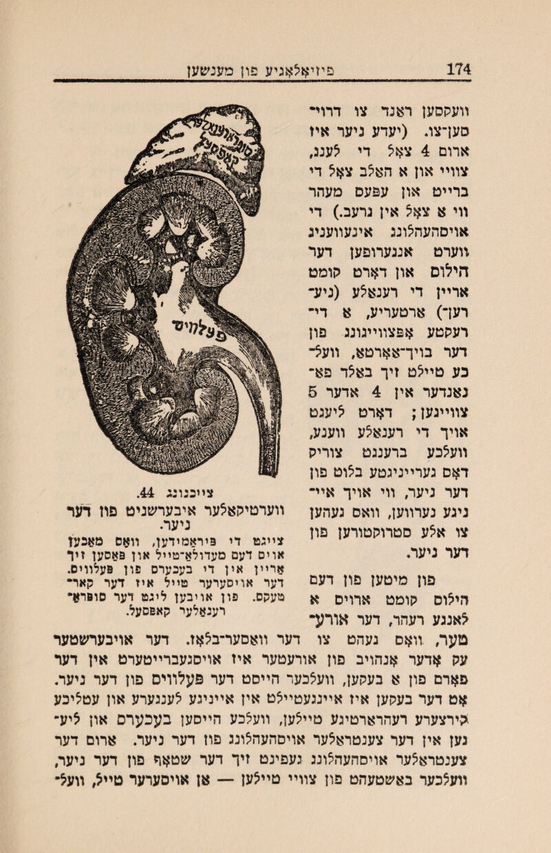174 פיזיאצאגיע פון מענשען װעקסען ראנד צו דרוײ סעךצו. (יעדע ניער איז ארום 4 צא^ די ^ענג, צװײ און א האצב צאצ די ברײט און עפעס מעהר װי א צא^ אין גרעב.) די אויסהעה^ונג אינעװענינ ווערט אננערופען דער הילוס און דארט קומט ארײן די רענאלע (ניע״ רעך) ארטעריע, א די־ רעקטע אפצװײגונג פון דער בויך־אארטא, װעל־ כע טײלט זיך באלד פא־ נאנדער אין 4 אדער 5 צװײגען; דארט ליעגט אויך די רענאלע װענע, װעלכע ברענגט צוריק דאס גערײניגטע בלוט פון דער ניער, װי אויך איײ ניגע נערװען, װאס געהען צו אלע סטרוקטורען פון דער ניער. צײכגונג 44. װערטיקאצער איבערשגיט פוז דער ניער. צײגט די פיראמידען, װאס מאכעז אויס דעם מעדולא־טײל און פאסען זיד ארײן אין די בעכערס פון פעלװים. דער אויסערער טײל איז דער קאר• טעקס. פון אויבען ליגמ דער סופרא• רענאלער קאפסעל. פון מיטען פון דעם הילוס קומט ארויס א לאננע רעהר, דער אורע• טער, .װאס געהט צו דער װאסער־בלאז. דער אויבערשטער עק אדער אנהויב פון אורעטער איז אויסגעברײטערט אין דער פארם פון א בעקען, װעלכער הײסט דער פעלװים פון דער ניער, אט דער בעקען איז אײנגעטײצט אין אײניגע לענגערע און עטליכע קירצערע רעהרארטיגע טײלען, װעלכע הײסען בעכערס און ציע־ גען אין דער צענטראלער אויסהעהלונג פון דער ניער. ארום דער צענטרא^ער אויסהעה^ונג געפינט זיך דער שטאר םון דער ניער, װעלכער באשטעהט פון צװײ טײלען — אן אויסערער טײל, װעל•