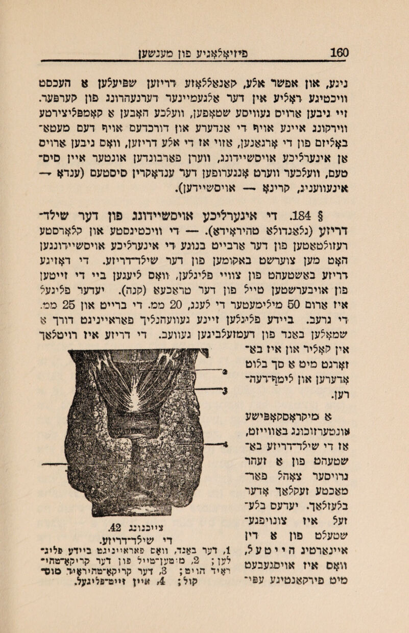 160 פיזיאאאגיע פון מענשען נינע, און אפשר ^^צע, גןאנאיצ^אזע דריזען שפיע^ען 1$ העכםט װיכטיגע דאציע אין דער א^געמײנער דערנעהרונג פון גןערפער. זײ גיבען ארוים געװיסע שטאפען, װע^כע האבען א קאמםיציצירטע װירקונג אײנע אויח די אנדערע און דורכדעם אויף דעם מעטא׳ בא^יזם פון די ארגאנען, אזוי אז די איצע דריזען, װאם גיבעץ ארויס אן אינער^יכע אויסשײדונג, װערן פארבונדען אונטער אײן סים־ טעם, װעאכער װערט אנגערופען דער ענדאקרין סיסטעם (עגדא — אינעװעניג, קרינא — אויםשײדען). א ומיקראסקאפישע אונטערזוכונג באװײזט, אז די שי^ד־דריזע בא־ שטעהט פון א זעהר נרויסער צאהיצ פאר־ מאכטע זעקצאך אדער ב^עזיצאך. יעדעם בצע־ זעא איז צונויפגע־ שטע^ט פון א דין אײנארטיג ה ײ ט ע א, װאם איז אויםגעבעט מיט פירקאנטיגע עפי־ § 184. די אינערליכע אויםשײדונג פון דער שילד־ דריזע (גיצאנדו^א טהיראידא). — די װיכטיגסטע און קיצארםטע רעזוצטאטען פון דער ארבײט בנוגע די אינעריציכע אויסשײדונגען האט מען צוערשט באקומען פון דער שילד־דריזע. די דאזיגע דריזע באשטעהט פון צװײ פיציגאען, װאס ליעגען בײ די זײטען פון אויבערשטען טײיצ פון דער טראכעא (קנה). יעדער פיציגעצ איז ארום 50 מייצימעטער די לענג, 20 ממ. די ברײט און 25 ממ. די גרעב. בײדע פיציגיצען זײנע געװעהנ^יך פאראײניגט דורך א שמא^ען באנד פון דעמזעיצביגען געװעב. די דריזע איז רויטיצאך אין קא^יר און איז בא־ זארגט מיט א סך ביצוט אדערען און לימף־דעת־ רען. צײכנוגג 42. די שילד־דריזע. 1, דער באנה װאש בײדע לען; 2, נזזםען־טײל פון דער קריקןךטהי• ראיד הוים; 3/ דער קריקא־טהיראיד. סוס• קול; 4, אײן זײט־פליגעל.