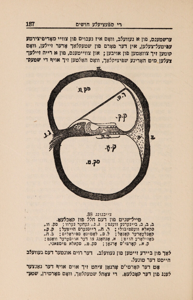 די ס^עציעלע חושים 187 ערשטענס, פון א געװעצב, װאם איז געבויט םון צװײ מאדיםיצירטע עפיטעצ־צע^ען, אין דער פארם םון שטעק^אך אדער זײצען, װאם קומען זיך צוזאמען פון אויבען; צװײטענם, םון א רײה זײצען• צעיצען מיט האריגע שפיציקצאך, װאם האצטען זיך אוױי די שטעק• ציוכנונג 38. טײצ־שניט פוז דעם חלל פוז קאכצעא. ב, ב, ב, בײנערנע װענט; ג. נ., געהער נערװ; סכן. װ., סקאלא װעסטיבולו; ר, ח., רײסנערם הײטעל; ק.מ.״ קאכלעארער קאנאל; ל.ס., לאמינא םפיראלום; ב.ה., באזילארע הויט; א, אנהאנג צו דער אויסערער װאנט: ק.א., קארטי׳ם ארגען; סק.ט., סקאלא טימפאגי. צאך יפון בײדע זײטען פון געװעצב. דער רוים אונטער דעם •געװעצכ הײםט דער טונעצ. ^זט דער קארטי׳ס ־ארגאן ציהט זיך אויס אויח דער גאנצער צענג פון דער קאכצעא. די צאהצ שטעקצאך, װאס פארמירן, שבאך