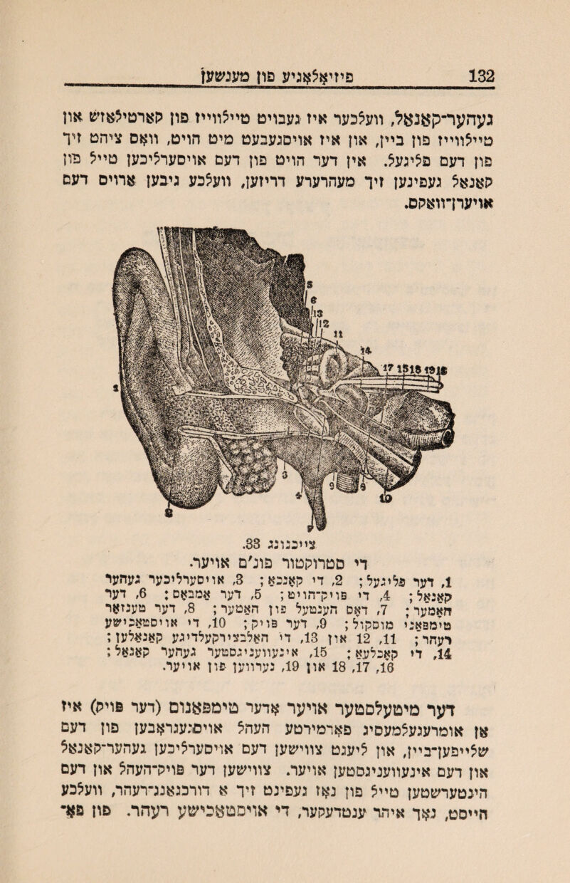 132 פיזיאצאגיע פוןמענ^ען געהער־קאנאל, װעצכער איז געבויט טײצװײז פון הארטיצ^זש און טײצװײז פון בײן, און איז אויסגעבעט מיט הויט, װאס ציהט זיר פון דעם פציגעצ. אין דער הויט פון רעם אויסערציכען טײצ פון קאנאצ געפינען זיך מעהרערע דריזען, װעצכע גיבען ארויס דעם אויעח־װארוס• צײכנונג 33. די סטרוקטור פונ׳ם אויער. 1, דער גליגעל; 2, די קאנכא; 3, אויסערליכער געהער קאנאל; 4, די פוילךהויט; 5, דער >זמבאם: 6, דער האמער; 7, דאם הענטעל פון האטער; 8, דער טענזאר מימפאני מוסקןל; 9, דער פויק; 10, די אויםטאכישע רעהר; 11, 12 און 13, די האלבצירקעלדיגע קאנאלען; 14, די קאכלעא; 15, אינעװעניגסטער געהער קאנאל,* 16, 17, 18 און 19, נערװען פון אויער. דער מיטעלםטער אויער אדער טימפאנום (דער פוית) איז אן אומרעגעלמעסיג פארמירטע העהל אויסנעגראבען פון דעם שלײפעךבײן, און ליעגט צװישען דעם אויסערליכען געהער־קאנאל און דעם איגעװעניגםטען אויער. צװי׳טען דער פויק־העהל און דעם הינטערשטען טײצ פון נאז נעפינט זיד א דורכנאנג־רעהר, װעלכע הײםט, נאד איהד ענטדעקער, די אויסטאכישע רעהר. םון פ#ד