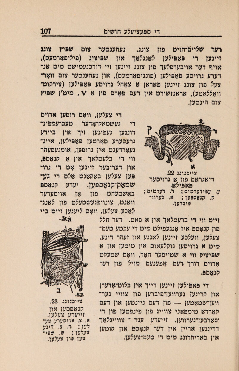 די םפען^יע^ע חושים 107 ודער ^פ^ײם־הויט םון צונג. נעהענטעד צום עןפיץ צונג זײנען די פאפיצען ^אנגצאך און שפיצינ (פיאיפאדמעס), אויה דעד אויבערפ^עך פון צונג זײנען זײ דורכגעמישט מיט אנ- דערע גרויסע פאפיצען (פונגיפאדמעם), און נעחעבטעד צום װאד־ צעא פון צונג זײנען פאראן א צאהצ גרויסע פאפייצען (צידקוכד װאצצאטע), אדאנזשירט אין דעם פארם פון א, מיט׳ן עזפיץ צום הינטען. די צע^ען, װאס דופען ארויס די געשמאק־אדער טעם־עמפינ־ דונגען געפיגען זיך אין בײדע גרעסערע םארטען פאפי^ען, אײנ־ געארדענט אין גרופען, אומגעפעהר װי די ב^עטצאך אין א קנאספ, און דעריבער זײנען אט די גרױ פען צעיצען באקאנט א^ס די גע־ שמעק־קנאספען. יעדע קנאספ באשטעהט פון אן אויםערער װאנט, צונויפגעשטעיצט פון צאנג־ ^אכע צע^ען, װאס איעגען זײט בײ זײט װי די ברעט^אך אין א פאס. רער חל^ פון קנאספ איז אעעפיאט מיט די עכטע טעם־ צעיצען, װעיצכע זײנען אאנגע און זיעהר דינע, מיט א גרויסען נוק^עאוס אין מיטען און א שפיציק װי א שטײפער האר, װאס שטעקט ארויס דורך דעם אפענעם מויצ פון דער קנאםפ. די פאפיצען זײנען רײך אין ב^וט־אדערן און קריגען נערװען־פיברעז םון צװײ גער־ זוען־שטאמען — פון דעם נײנטען און דעם קארדא טימפאני צװײג פון פינפטען פון די שארבען־נערװען. זײערע ענד ־ צװײג^אך א־יצ־׳״אוייסיערע׳״צע־ דרינגען אדײן אין דער קנאספ צעלעז״^י׳ש׳ שפײ אין באריהרונג מיט די טעם־צעלען. צען פון צעלען. א״^י״ צײכנוגג 23. קנאפסען אוז וו צײכנונג 22. דיאגראם פוז א גרויסער פאפייצא. ע. עפידערמיס; ד. דערמים; ק. קנאספען; א. נערװ־ פיברען.
