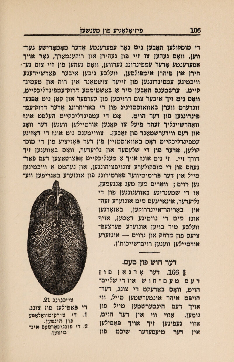 106 פיזיא^!אגיע פון מענשען די מוסכןוצען האבען ניט נאר עפערענטע אדער מאטאריעןע נער־ ייען, װאם נעהען צו זײ פון געהירן און רוקענמארך, נאר אויו אפערענטע אדער עמפינדונג נערײען, װאס געהען פון זײ צום גע״- הירן און פיהרן אימפואסען, װע^כע גיבען איבער פארשײדענע װיכטיגע עמפינדוננען פון זײער צושטאנד אין רוה און טעטיג• ?ןײט. ערשטענס האבען מיר א באשטימטע דרולרעמפינדיציכקײט, זואס גיט ןיך איבער צום דרויסען פון הערפער און קאן ניט אפגע־ זונדערט װערן באװאוםטזיניג פון די באריהרונג אדער דרוקהגפד פינדועען פון דער הויט. אט די עמפינד^יכקײט העיצפט אונז װאהרשײנ^יך זעהר פיע5 צו קאנען אורטײ^ען װעגען דער װאנ און דעם װידערשטאנד פון זאכען. צװײטענס גיט אונז די דאזיגע עמפינדציבקײט דאס באװאוסטזײן פון דער פאזיציע פון די מוס״ קוצען, אדעד פון די שיצעסער און ג^יעדער, װאם באװעגען זיך דורך זײ. זי גיט אונז אויך א מעגיציכקײט אפצושאצען דעם פאר• נעהם םון די מוםקוצערע צונויפציהונגען, און נעהמט א װיכטיגען טײצ אין דער פרימיטיװער פארמירונג פון אונזערע באגריפען װע• גען דוים; װארים מען מעג אננעמען, אז די שטענדיגע באװעגונגען פון די גאיעדער, אינאײנעם מיט אונזערע זעה־ און באריהר־אײנדרוקען, באזארגעז אונז מיט די נויטיגע דאטען, אויח װע^כע מיר בויען אונזערע פערצעפ־ ציעם פון מרחק און גרוים — אונזערע אורטײלען װעגען רוים־שײכות׳ן. דער חוש פון טעם. § 166. דער א ר ג א ן פ ו ז ד ע ם ט ע ם ־ ח ו ש איז די שלײם־ הוימ, װאס באדעקט די צונג, דער־ הויפט איהר אונטערשטען טײא, װי אויך דעם הינטערשטען טײצ פון נומען. אזוי װי אין דער הויט, אזוי געפינעז זיך אויך פאפיצעז אין דער טיעפערער שיכט סון צײכנונג 21. די פאפיצען פוז צונג. 1. די צירקומװאלאטע פון הינטען. 2. די פונגיפארמעס איג• מיטען.
