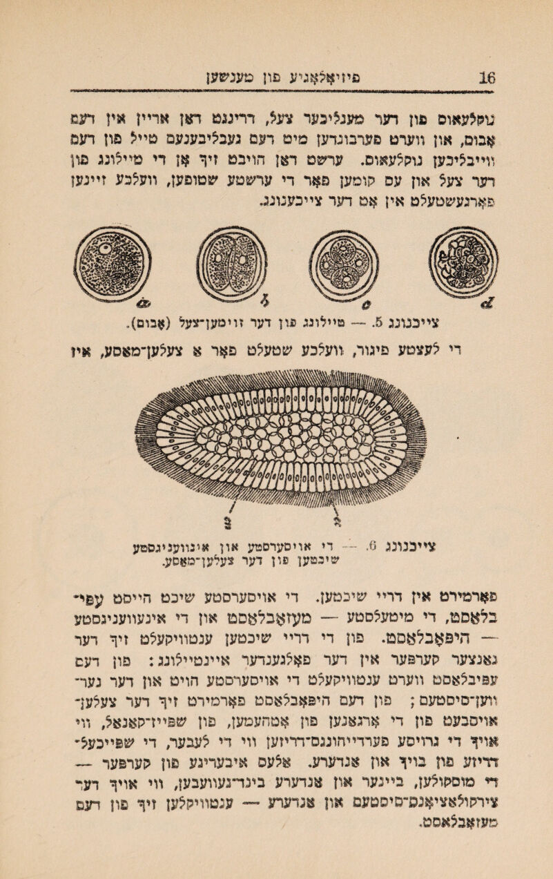 16 פיזיוןול^וגיע נוון מענשען ודי גוהצעאום פון דער םענליכער צעל, דריעט תון ארײן אין דעש אבום, און װערט פעדבוגדעז מיט דעם געביציבענעם טײצ פון חגפ װײבציכען נוקצעאוס. ער^םט דאן הויבט זיף אן די פײ^ונג פון דער צעצ און עס קוסען ם^זר די עד^גזטע ׳עטוםען, װעצכע זײנען ^-^רנעשטעלט אין אם דער צײכענונג. צײכנונג 5. ■— טײלוגג פון דער זוימען״צעל (אבום). די ^עצטע פיגור, זועלכע שטעיצט פאר א צעיצעךמאסע, איו צײכנונג 6. — די אויסערםטע און אינװעניגסםע שיגטען פון דער צעלען־מאסע. פארמירט אין דרײ שיכםען. די אויסערסטע שיכט הײםט עפיי• בלאסט, די מיטעלסטע —• מעזאבלאסט און די אינעװעניגסטע '״־־־ היפאבלאםט. פון די דרײ שיכטען ענטװיקעלט זיך דער נאנצער קערפער אין דער פאלגענדער אײנטײלונג: פון דעם עפיבלאסם װערט ענטװיקעלט די אויסערסטע הויט און דער נער־ װען־סיסטעם; פון דעם היפאבלאסט פארמירם זיך דער צעלעך אויסבעט פון די ארגאנען פון אטחעטען, פון שפײז־קאנאל, װי אויך די גרויסע פערדײהונגס־דריזען װי די לעבער, די שפײכעיצ״ דדיזע פון בויך און אנדערע. אלעס איבעריגע פון קערפער — די מוםקואען, בײנער און אנדערע בינד״געװעבען, װי אויך דער צירקולאציאנפ־סיסטעם און אנדערע — ענטװיקלען זיך פון דעם שעזאבלאסמ.