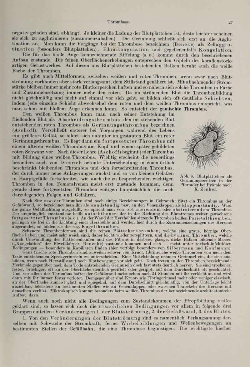 negativ geladen sind, abhängt. Je kleiner die Ladung der Blutplättchen ist, desto leichter scheinen sie sich zu agglutinieren (zusammenzuballen). Die Gerinnung schließt sich erst an die Agglu¬ tination an. Man kann die Vorgänge bei der Thrombose bezeichnen (Beneke) als Zellagglu¬ tination (besonders Blutplättchen), Fibrinkoagulation und gegebenenfalls Kongelation. Die für das bloße Auge kennzeichnende Riffelung (s. o.) kommt durch den beschriebenen Aufbau zustande. Die feinen Oberflächenerhebungen entsprechen den Gipfeln des korallenstock¬ artigen Gerüstwerkes. Auf diesen aus Blutplättchen bestehenden Balken beruht auch die weiße Farbe der Thromben. Es gibt auch Mittelformen, zwischen weißen und roten Thromben, wenn zwar noch Blut¬ strömung vorhanden aber stark verlangsamt, dem Stillstand genähert ist. Mit abnehmender Strom¬ stärke bleiben immer mehr rote Blutkörperchen haften und so nähern sich solche Thromben in Farbe und Zusammensetzung immer mehr den roten. Da im strömenden Blut die Thrombenbildung nicht gleichmäßig und nicht auf einmal vor sich geht, so bilden sich oft deutliche Schichten, indem jede einzelne Schicht abwechselnd dem roten und dem weißen Thrombus entspricht, was man schon mit bloßem Auge erkennen kann. So entsteht der gemischte Thrombus. Den weißen Thrombus kann man nach seiner Entstehung im fließenden Blut als Abscheidungsthrombus, den im stehenden Blut entstehenden roten Thrombus als Gerinnungsthrombus bezeichnen (Aschoff). Verschließt ersterer bei Vorgängen während des Lebens ein größeres Gefäß, so bildet sich dahinter im gestauten Blut ein roter Gerinnungsthrombus. Es liegt dann ein fortgesetzter Thro mbus mit einem älteren weißen Thrombus am Kopf und einem später gebildeten roten Schwanz vor. Nach dieser Lehre (Aschoff) beginnt jeder Thrombus mit Bildung eines weißen Thrombus. Wichtig erscheint die neuerdings besonders auch von Dietrich betonte Unterscheidung in einen örtlich beschränkt bleibenden Thrombus und den fortschreitenden Thrombus, der durch immer neue Anlagerungen wächst und so von kleinen Gefäßen in Hauptgefäße fortschreitet, wie auch die zu besprechenden wichtigen Thromben in den Femoralvenen meist erst zustande kommen, denn gerade diese fortgesetzten Thromben zeitigen hauptsächlich die noch darzulegenden Folgen und Gefahren. Nach Sitz usw. der Thromben sind noch einige Bezeichnungen in Gebrauch: Sitzt ein Thrombus an der Gefäßwand, so bezeichnet man ihn als wandständig bzw. an den Venenklappen als klappenständig. Wird die ganze Gefäßlichtung ausgefüllt, so spricht man von obturierendem oder obstruierendem Thrombus. Der ursprünglich entstandene heißt autochthoner, der in der Richtung des Blutstromes weiter gewachsene fortgesetzter Thro mbus (s. o.). An der Wand der Herzhöhlen sitzende Thromben heißen Parietalthro rnben; gelangen sie frei in die Lichtung einer Herzhöhle und werden hier durch die Zusammenziehungen des Herzens abgerundet, so bilden sie die sog. Ivugelthro mben. Seltenere Thrombenformen sind die reinen Plättchenthromben, welche eine graue, körnige Ober¬ fläche haben und meist sehr weich sind, daher leicht wieder zersplittern, und die hyalinen Thromben, welche durch Umwandlung der Plättchenhaufen und des Fibrins in derbere, glasige, dicke Balken bildende Massen („Kongelation“ der Eiweißkörper, Benecke) zustande kommen und sich — meist unter toxisch-infektiösen Bedingungen — besonders in Kapillaren finden (hier verfolgt besonders von Silber mann und Kaufmann). Ganz frische rote Thromben sind zuweilen schwer von Kruor, fibrinreiche weiße Thromben von nach dem Tode entstehenden Speckgerinnseln zu unterscheiden. Eine Mittelstellung nehmen Gerinnsel ein, die sich aus¬ bilden, wenn nach Herzstillstand noch Blutbewegung vor sich geht. Doch treten an den Thromben bezeichnende Merkmale gegenüber nach dem Tode entstehenden Gerinnseln doch fast stets deutlich hervor. Sie sind trockener, fester, brüchiger, oft an der Oberfläche deutlich geriffelt oder gerippt, auf dem Durchschnitt oft geschichtet. Und vor allem der Thrombus haftet der Gefäßwand meist schon nach 24 Stunden mit ihr verklebt an und wird dann mit ihr immer fester verlötet. Demgegenüber sind Kruor- wie Fibringerinnsel mehr oder weniger elastisch, an der Oberfläche zumeist glatt und spiegelnd, auf dem Durchschnitt gleichmäßig, von der Unterlage leicht abziehbar, höchstens an bestimmten Stellen wie an Venenklappen oder zwischen Trabekeln des Herzens mit denselben verfilzt. Mikroskopisch kommt besonders beim weißen Thrombus der kennzeichnende architektonische Aufbau dazu. Wenn auch noch nicht alle Bedingungen zum Zustandekommen der Pfropfbildung restlos geklärt sind, so lassen sich doch die ursächlichen Bedingungen vor allem in folgende drei Gruppen einteilen: Veränderungen 1. der Blutströ mung, 2. der Gefäßwand, 3. des Blutes. 1. Von den Veränderungen der Blutströmung sind es namentlich Verlangsamung der¬ selben mit Schwäche der Stromkraft, ferner Wirbelbildungen und Wellenbewegungen an bestimmten Stellen der Gefäßbahn, die eine Thrombose begünstigen. Die wichtigste hierher L Abb. 8. Blutplättchen als Gerinnungszentren in der Pfortader bei Pyämie nach K. Zenker.