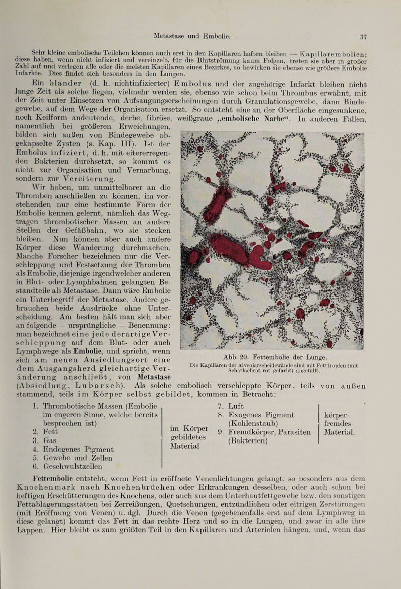 Sehr kleine embolische Teilchen können auch erst in den Kapillaren haften bleiben — Kapillarembolien; diese haben, wenn nicht infiziert und vereinzelt, für die Blutströmung kaum Folgen, treten sie aber in großer Zahl auf und verlegen alle oder die meisten Kapillaren eines Bezirkes, so bewirken sie ebenso wie größere Embolie Infarkte. Dies findet sich besonders in den Lungen. Ein blander (d. h. nichtinfizierter) Embolus und der zugehörige Infarkt bleiben nicht lange Zeit als solche liegen, vielmehr werden sie, ebenso wie schon beim Thrombus erwähnt, mit der Zeit unter Einsetzen von Aufsaugungserscheinungen durch Granulationsgewebe, dann Binde¬ gewebe, auf dem Wege der Organisation ersetzt. So entsteht eine an der Oberfläche eingesunkene, noch Keilform andeutende, derbe, fibröse, weißgraue „embolische Narbe“. In anderen Fällen, namentlich bei größeren Erweichungen, ___ bilden sich außen von Bindegewebe ab- gekapselte Zysten (s. Kap. III). Ist der Embolus infiziert, d. h. mit eitererregen¬ den Bakterien durchsetzt, so kommt es nicht zur Organisation und Vernarbung, sondern zur Vereiterung. Wir haben, um unmittelbarer an die Thromben anschließen zu können, im vor¬ stehenden nur eine bestimmte Form der Embolie kennen gelernt, nämlich das Weg¬ tragen thrombotischer Massen an andere Stellen der Gefäßbahn, wo sie stecken bleiben. Nun können aber auch andere Körper diese Wanderung durchmachen. Manche Forscher bezeichnen nur die Ver¬ schleppung und Festsetzung der Thromben als Embolie, diejenige irgendwelcher anderen in Blut- oder Lymphbahnen gelangten Be¬ standteile als Metastase. Dann wäre Embolie ein Unterbegriff der Metastase. Andere ge¬ brauchen beide Ausdrücke ohne Unter¬ scheidung. Am besten hält man sich aber an folgende — ursprüngliche — Benennung: man bezeichnet eine jede derartige Ver- Schleppung auf dem Blut- oder auch Lymphwege als Embolie, und spricht, wenn sich am neuen Ansiedlungsort eine dem Ausgangsherd gleichartige Ver¬ änderung anschließt, von Metastase (Absiedlung, Lu bar sch). Als solche > -fr'* •W r •V' :-<f* -i;- M -i*. U. <r «* _ - V'7W* dt Abb. 20. Fettembolie der Lunge. Die Kapillaren der Alveolarscheidewände sind mit Fetttropfen (mit Scharlachrot rot gefärbt) angefüllt. embolisch verschleppte Körper, teils von außen stammend, teils im Körper selbst gebildet, kommen in Betracht: 1. Thrombotische Massen (Embolie im engeren Sinne, welche bereits besprochen ist) 2. Fett 3. Gas 4. Endogenes Pigment 5. Gewebe und Zellen 6. Geschwulstzellen im Körper gebildetes Material 7. Luft 8. Exogenes Pigment (Kohlenstaub) 9. Fremdkörper, Parasiten (Bakterien) körper¬ fremdes Material. Fettembolie entsteht, wenn Fett in eröffnete Venenlichtungen gelangt, so besonders aus dem Knochenmark nach Knochenbrüchen oder Erkrankungen desselben, oder auch schon bei heftigen Erschütterungen des Knochens, oder auch aus dem Unterhautfettgewebe bzw. den sonstigen Fettablagerungsstätten bei Zerreißungen, Quetschungen, entzündlichen oder eitrigen Zerstörungen (mit Eröffnung von Venen) u. dgl. Durch die Venen (gegebenenfalls erst auf dem Lymphweg in diese gelangt) kommt das Fett in das rechte Herz und so in die Lungen, und zwar in alle ihre Lappen. Hier bleibt es zum größten Teil in den Kapillaren und Arteriolen hängen, und, wenn das