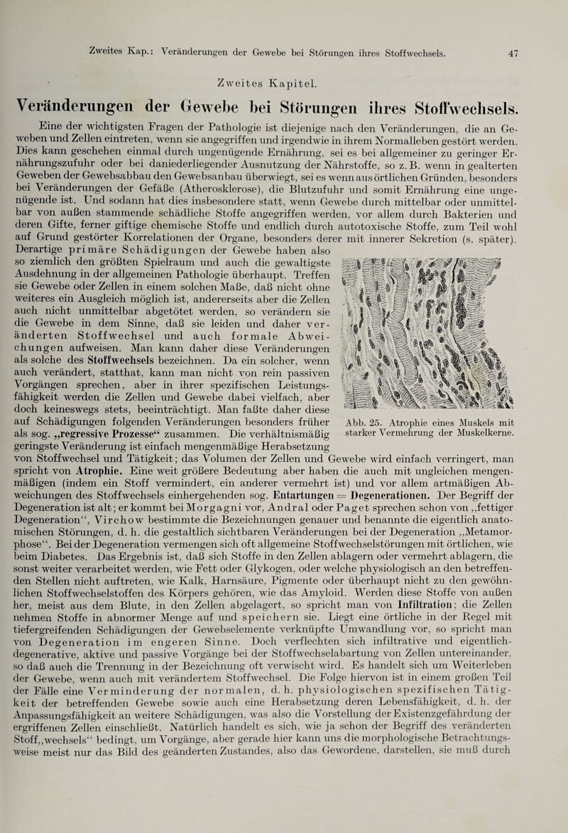 Zweites Kapitel. Veränderungen der Gewebe bei Störungen ihres Stoffwechsels. Line der wichtigsten Fragen der Pathologie ist diejenige nach den Veränderungen, die an Ge¬ weben und Zellen eintreten, wenn sie angegriffen und irgendwie in ihrem Normalleben gestört werden. Dies kann geschehen einmal durch ungenügende Ernährung, sei es bei allgemeiner zu geringer Er¬ nährungszufuhr oder bei daniederliegender Ausnutzung der Nährstoffe, so z.B. wenn in gealterten Geweben der Gewebsabbau den Gewebsanbau überwiegt, sei es wenn aus örtlichen Gründen, besonders bei Veränderungen der Gefäße (Atherosklerose), die Blutzufuhr und somit Ernährung eine unge¬ nügende ist. Und sodann hat dies insbesondere statt, wenn Gewebe durch mittelbar oder unmittel¬ bar von außen stammende schädliche Stoffe angegriffen werden, vor allem durch Bakterien und deren Gifte, ferner giftige chemische Stoffe und endlich durch autotoxische Stoffe, zum Teil wohl auf Grund gestörter Korrelationen der Organe, besonders derer mit innerer Sekretion (s. später). Derartige primäre Schädigungen der Gewebe haben also so ziemlich den größten Spielraum und auch die gewaltigste Ausdehnung in der allgemeinen Pathologie überhaupt. Treffen sie Gewebe oder Zellen in einem solchen Maße, daß nicht ohne weiteres ein Ausgleich möglich ist, andererseits aber die Zellen auch nicht unmittelbar abgetötet werden, so verändern sie die Gewebe in dem Sinne, daß sie leiden und daher ver¬ änderten Stoffwechsel und auch formale Abwei¬ chungen auf weisen. Man kami daher diese Veränderungen als solche des Stoffwechsels bezeichnen. Da ein solcher, wenn auch verändert, statthat, kann man nicht von rein passiven Vorgängen sprechen, aber in ihrer spezifischen Leistungs¬ fähigkeit werden die Zellen und Gewebe dabei vielfach, aber doch keineswegs stets, beeinträchtigt. Man faßte daher diese auf Schädigungen folgenden Veränderungen besonders früher als sog. „regressive Prozesse“ zusammen. Die verhältnismäßig geringste Veränderung ist einfach mengenmäßige Herabsetzung von Stoffwechsel und Tätigkeit; das Volumen der Zellen und Gewebe wird einfach verringert, man spricht von Atrophie. Eine weit größere Bedeutung aber haben die auch mit ungleichen mengen¬ mäßigen (indem ein Stoff vermindert, ein anderer vermehrt ist) und vor allem artmäßigen Ab¬ weichungen des Stoffwechsels einhergehenden sog. Entartungen = Degenerationen. Der Begriff der Degeneration ist alt; er kommt bei Morgagni vor, Andral oder Paget sprechen schon von „fettiger Degeneration“, Virchow bestimmte die Bezeichnungen genauer und benannte die eigentlich anato¬ mischen Störungen, d. h. die gestaltlich sichtbaren Veränderungen bei der Degeneration „Metamor¬ phose“. Bei der Degeneration vermengen sich oft allgemeine Stoffwechselstörungen mit örtlichen, wie beim Diabetes. Das Ergebnis ist, daß sich Stoffe in den Zellen ablagern oder vermehrt ablagern, die sonst weiter verarbeitet werden, wie Fett oder Glykogen, oder welche physiologisch an den betreffen¬ den Stellen nicht auftreten, wie Kalk, Harnsäure, Pigmente oder überhaupt nicht zu den gewöhn¬ lichen Stoffwechselstoffen des Körpers gehören, wie das Amyloid. Werden diese Stoffe von außen her, meist aus dem Blute, in den Zellen abgelagert, so spricht man von Infiltration; die Zellen nehmen Stoffe in abnormer Menge auf und speichern sie. Liegt eine örtliche in der Regel mit tiefergreifenden Schädigungen der Gewebselemente verknüpfte Umwandlung vor, so spricht man von Degeneration im engeren Sinne. Doch verflechten sich infiltrative und eigentlich- degenerative, aktive und passive Vorgänge bei der Stoffwechselabartung von Zellen untereinander, so daß auch die Trennung in der Bezeichnung oft verwischt wird. Es handelt sich um Weiterleben der Gewebe, wenn auch mit verändertem Stoffwechsel. Die Folge hiervon ist in einem großen Teil der Fälle eine Verminderung der normalen, d. h. physiologischen spezifischen Tätig¬ keit der betreffenden Gewebe sowie auch eine Herabsetzung deren Lebensfähigkeit, d. h. der Anpassungsfähigkeit an weitere Schädigungen, was also die Vorstellung der Existenzgefährdung der ergriffenen Zellen einschließt. Natürlich handelt es sich, wie ja schon der Begriff des veränderten Stoff,,Wechsels“ bedingt, um Vorgänge, aber gerade hier kann uns die morphologische Betrachtungs¬ weise meist nur das Bild des geänderten Zustandes, also das Gewordene, darstellen, sie muß durch Abb. 25. Atrophie eines Muskels mit starker Vermehrung der Muskelkerne.