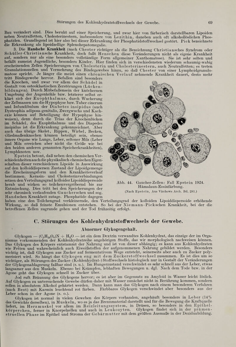 Bau verändert sind. Dies beruht auf einer Speicherung, und zwar hier von färberisch darstellbaren Lipoiden neben Neutralfetten, Cholesterinestern, insbesondere von Lezithin, daneben auch oft alkohollöslichen Phos- phatiden. Grundlegend ist hier also bei dieser Erkrankung der Phosphatidstoffwechsel gestört. Pick bezeichnete die Erkrankung als lipoidzellige Splenohepatomegalie. 3. Die Harnische Krankheit (nach Chester richtiger als die Bezeichnung Christiansches Syndrom oder Schüller-Christiansche Krankheit, doch faßt Henschen diese Veränderungen nicht als eigene Krankheit auf, sondern nur als eine besonders vollständige Form allgemeiner Xanthomatose). Sie ist sehr selten und befällt zumeist Jugendliche, besonders Kinder. Hier finden sich in verschiedensten wiederum schaumig-wabig erscheinenden Zellen Speicherungen von Cholesterin und Cholesterinestern, auch Neutralfetten; es treten Granulationszellen und Vermehrung des Bindegewebes hinzu, so daß Chester von einer Lymphoidgranulo- matose spricht. Je länger die meist einen chronischen Verlauf nehmende Krankheit dauert, desto mehr tritt Bindegewebe hervor. Befallen sind besonders die Knochen, und zwar vor allem der Schädel in Gestalt von osteoklastischen Zerstörungen (Lücken- bildungen). Durch Mitbefallensein der knöchernen Umgebung der Augenhöhle bzw. letzterer selbst er¬ klärt sich der Exophthalmus, durch Wucherung der Zellmassen um die Hypophyse bzw. Tuber cinerum und Infundibulum der Diabetes insipidus (auch Dystrophia adiposa-genitalis, Zwergwuchs und Kach¬ exie können auf Beteiligung der Hypophyse hin- weisen), denn durch die Trias der Knochenlücken im Schädel, des Exophthalmus und des Diapedes insipidus ist die Erkrankung gekennzeichnet. Aber auch das übrige Skelet, Rippen, Wirbel, Becken, Gliedmaßenknochen können beteiligt sein, ebenso innere Organe wie Lunge, Leber, seltener Milz (Leber und Milz erreichen aber nicht die Größe wie bei den beiden anderen genannten Speicherkrankheiten), Lymphknoten usw. Epstein betont, daß neben den chemischen Ver¬ schiedenheiten auch die physikalisch-chemischen Eigen¬ schaften dieser verschiedenen Lipoide in Auswirkung auf den kolloiddispersen Zustand der Lipoidgemenge die Erscheinungsform und den Krankheitsverlauf bestimmen. Kerasin- und Cholesterinverbindungen setzen den Verteilungsgrad kolloider Lipoiddispersoide herab und wirken so teilchenvergröbernd bis zur Entmischung. Dies tritt bei den Speicherungen der sehr chronisch verlaufenden Gau eher sehen und sog. Hand sehen Krankheit zutage. Phosphatide dagegen haben eine den Teilchengrad verkleinernde, den Verteilungsgrad der kolloiden Lipoiddispersoide erhöhende Wirkung, so daß feinste Emulsionen entstehen. So bei der Niemann-Pickschen Krankheit, bei der die betroffenen Zellen zugrunde gehen und der Tod frühzeitig erfolgt. Abb. 44. Gaucher-Zellen: Fall Epstein 1924. Hämalaun-Eosinfärbung. (Nach Epstein, Aus Virchows Arc-h. Bd. 281.) C. Störungen des Kohlenhydratstoffwechsels der Gewebe. Abnormer Glykogengehalt. Glykogen — (C5H10O6)N + H20 — ist ein dem Dextrin verwandtes Kohlenhydrat, das einzige der im Orga¬ nismus vorkommenden der Kohlenhydratreihe angehörigen Stoffe, das wir morphologisch nachweisen können. Das Glykogen des Körpers entstammt der Nahrung und ist von dieser abhängig; es kann aus Kohlenhydraten wie Fetten und wahrscheinlich auch Eiweißstoffen der aufgenommenen Nahrung gebildet werden. Besonders wichtig ist, daß Glykogen aus Zucker auf fermentativem Wege entsteht, seinerseits aber auch zu Zucker poly¬ merisiert wird. So hängt das Glykogen eng mit dem Zuckerstoffwechsel zusammen. Es ist dies um so wichtiger, als Störungen des Zucker- (Kohlenhydrat-) Stoffwechsels histologisch nur in Gestalt der Veränderungen der Glykogenablagerung faßbar sind (s. u.). Im Hungerzustand verschwindet es sehr schnell aus der Leber, etwas langsamer aus den Muskeln. Ebenso bei Krämpfen, lebhaften Bewegungen u. dgl. Nach dem Tode bzw. in der Agone geht das Glykogen schnell in Zucker über. Jod ruft Bräunung des Glykogens hervor; es ist aber im Gegensatz zu Amyloid in Wasser leicht löslich. Auf Glykogen zu untersuchende Gewebe dürfen daher mit Wasser zunächst nicht in Berührung kommen, sondern sollen in absolutem Alkohol gehärtet werden. Dann kann man das Glykogen nach einem besonderen Verfahren (nach Best) mit Karmin leuchtend rot färben. Färbbares Glykogen verschwindet aber besonders aus der Leber schon in der Agone (s. o.). Glykogen ist normal in vielen Geweben des Körpers vorhanden, angehäuft besonders in Leber (14% des Gewichts derselben), in Muskeln, wo es ja das Brennmaterial darstellt und für die Bewegung die Kraftquelle liefert, im Herzmuskel vor allem im Reizleitungssystem, in Drüsen, so besonders in den Epithel¬ körperchen, ferner in Knorpelzellen und auch in Leukozyten. Glykogen findet sich in der piämen- struellen Phase im Epithel und Stroma der Gebärmutter mit dem größten Ausmaße in der Deziduabildung.