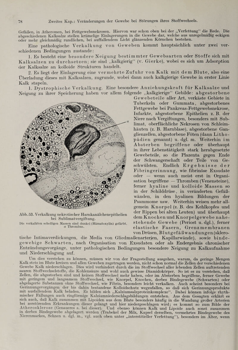 Gefäßen, in Atheromen, bei Fettgewebsnekrosen. Hiervon war schon oben bei der „Verfettung“ die Rede. Die abgeschiedenen Kalksalze stellen krümelige Einlagerungen in die Gewebe dar, welche aus unregelmäßig eckigen oder mehr gleichmäßig rundlichen, bei auffallendem Licht glänzenden Körnchen bestehen. Eine pathologische Verkalkung von Geweben kommt hauptsächlich unter zwei ver¬ schiedenen Bedingungen zustande: 1. Es besteht eine besondere Neigung bestimmter Gewebsarten oder Stoffe sich mit Kalksalzen zu durchsetzen; sie sind „kalkgierig“ (v. Gierke), wobei es sich um Adsorption der Kalksalze an kolloide Strukturen handelt. 2. Es liegt der Einlagerung eine vermehrte Zufuhr von Kalk mit dem Blute, also eine Überladung dieses mit Kalksalzen, zugrunde, wobei dann auch kalkgierige Gewebe in erster Linie Kalk stapeln. 1. Dystr ophische Verkalkung. Eine besondere Anziehungskraft für Kalksalze und Neigung zu ihrer Speicherung haben vor allem folgende „kalkgierige“ Gebilde: abgestorbene Gewebeteile aller Art, verkäste Gebiete in Tuberkeln oder Gummata, abgestorbenes Fettgewebe bei Pankreas-Fettgewebsnekrose, Infarkte, abgestorbene Epithelien z. B. der Niere nach Vergiftungen, besonders mit Sub¬ limat, oberflächliche Nekrosen von Schleim¬ häuten (z. B. Harnblase), abgestorbene Gan¬ glienzellen, abgestorbene Föten (dann Litho- pädien genannt) u. dgl. m. Weiterhin im Absterben begriffene oder überhaupt in ihrer Lebenstätigkeit stark herabgesetzte Ge webe teile, so die Plazenta gegen Ende der Schwangerschaft oder Teile von Ge¬ schwülsten. Endlich Ergebnisse der Fibrin gerinn ung, wie fibrinöse Exsudate oder — wenn auch meist erst in Organi¬ sation begriffene — Thromben (Venensteine), ferner hyaline und kolloide Massen so in der Schilddrüse, in veränderten Gefäß¬ wänden, in den hyalinen Bildungen der Psammome usw. Weiterhin weisen mehr all¬ gemein Knorpel (z. B. des Kehlkopfes und der Rippen bei alten Leuten) und überhaupt dem Knochen und Knorpel ge webe nahe¬ stehende Gewebe (Periost u. dgl.), ferner elastische Fasern, Grenzmembranen vonDrüsen, Blutgef äßwrandungen(sklero¬ tische Intima Verdickungen, die Media von Gliedmaßenarterien, Kapillarwände), sowie binde¬ gewebige Schwarten, nach Organisation von Exsudaten oder als Endergebnis chronischer EntziindungsVorgänge, unter pathologischen Bedingungen besondere Neigung zu Kalkaufnahme und Niederschlagung auf. Abb. 53. Verkalkung nekrotischer Harnkanälchenepithelien bei Sublimatvergiftung. Die verkalkten scholligen Massen sind dunkel (Hämatoxylin) gefärbt. a Thrombus. Um dies verstehen zu können, müssen wir von der Fragestellung ausgehen, warum, da geringe Mengen Kalk stets im Blute kreisen und allen Geweben zugetragen werden, nicht schon normal die Zellen der verschiedenen Gewebe Kalk niederschlagen. Dies wird verhindert durch die im Stoffwechsel aller lebenden Zellen auftretenden sauren Stoffwechselstoffe, die Kohlensäure und wohl auch gewisse Diamidokörper. So ist es zu verstehen, daß Zellen, die abgestorben sind und keinen Stoffwechsel mehr haben, oder im Absterben begriffene, ferner Gewebe mit geringem und langsamem Stoffwechsel, wie Knorpel, Knochen, derbes Bindegewebe (Schwarten) oder abgelagerte Substanzen ohne Stoffwechsel, wie Fibrin, besonders leicht verkalken. Auch scheint besonders bei Gerinnungsvorgängen der bis dahin bestandene Kolloidschutz wegzufallen, so daß sich Gerinnungsprodukte mit ausfallendem Kalk beladen. Es bilden sich „Kalziumsalzproteinkomplexe“. Dabei können infolge rhyth¬ mischer Fällungen auch ringförmige Kalziamniederschlagsbildungen entstehen. Aus dem Gesagten erklärt es sich auch, daß Kalk zusammen mit Lipoiden aus dem Blute besonders häufig in die Wandung großer Arterien bei zerstörenden Erkrankungen dieser gelangt und hier niedergeschlagen wird; es kommt so zum Bilde der Atherosklerose (Genaueres s. bei dieser). Und ebenso können Kalk und Lipoide auch sonst zusammen in derbes Bindegewebe abgelagert werden (Trabekel der Milz, Kapsel derselben, vermehrtes Bindegewebe des Nierenmarkes, Sehnen u. dgl. m., vgl. auch oben unter „interstitieller Verfettung“), besonders im Alter, wenn