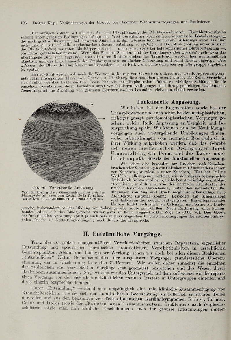 Hier anfügen können wir als eine Art von Überpflanzung die Bluttransfusion. Eigenbluttransfusion scheint unter gewissen Bedingungen erfolgreich. Weit wesentlicher aber ist homoioplastische Blutübertragung, die nach großen Blutungen, bei schweren Anämien u. dgl. lebensrettend sein kann. Allerdings wenn das Blut nicht „paßt“, tritt schnelle Agglutination (Zusammenballung, s. später) und Hämolyse (Lösung unter Austritt des Blutfarbstoffes) der roten Blutkörperchen ein — und ebenso stets bei heteroplastischer Blutübertragung —, ein höchst gefährlicher Zustand. Wenn das Blut des Spenders und des Empfängers aber „passen“, geht zwar das übertragene Blut auch zugrunde, aber die roten Blutkörperchen der Transfusion werden hier nur allmählich abgebaut und das Knochenmark des Empfängers wird zu starker Neubildung und somit Ersatz angeregt. Dies „Passen“ des Blutes des Empfängers und Spenders ist der Fall, wenn beide derselben sog. Blutgruppe zugehören (s. später). Hier erwähnt werden soll noch die Weiterzüchtung von Geweben außerhalb des Körpers in geeig¬ neten Nährflüssigkeiten (Harrison, Garrel, A. Fischer), die schon oben gestreift wurde. Die Zellen vermehren sich ähnlich wie dies Bakterien tun. Diese Methode der „Explantation“ führte zu wichtigen Schlüssen für die einzelnen Gewebsarten, deren Verhalten unter verschiedenen Bedingungen und ihre gegenseitigen Beziehungen. Neuerdings ist die Züchtung von gewissen Geschwulstzellen besonders vielversprechend geworden. Funktionelle Anpassung. Wir haben bei der Regeneration sowie bei der Transplantation und auch schon beiden metaplastischen, richtiger gesagt pseudometaplastischen, Vorgängen ge¬ sehen, welche Rolle Anpassung an Tätigkeit und Be¬ anspruchung spielt. Wir können nun bei Neubildungs¬ vorgängen auch weitergekende Umbildungen finden, wobei Abweichungen vom normalen Bau dadurch in ihrer Wirkung aufgehoben werden, daß das Gewebe sich neuen mechanischen Bedingungen durch Umgestaltung der Form und des Baues mög¬ lichst anpaßt: Gesetz der funktionellen Anpassung. Wir sehen dies besonders am Knochen nach Knochen¬ brüchen oder Zerstörungen von Gelenken mit Aneinanderwachsen von Knochen (Ankylose s. unter Knochen). Hier hat Julius Wolff vor allem genau verfolgt, wie sich stärker beanspruchte Teile durch Anbau verdicken, nicht benutzte infolge von Abbau atrophieren, so daß eine von der normalen Architektur der Knochenbälkchen abweichende, unter den veränderten Be¬ dingungen von Zug und Druck möglichst arbeitsfähige neue Architektur zustande kommt. Besonders am Schenkelkopf und -hals kann dies deutlich zutage treten. Ein entsprechender Umbau findet sich auch an Gelenken und ferner an Binde¬ gewebe, insbesondere bei der Bildung von Sehnengewebe, sowie an Gefäßen. Nach Entfernung eines Stimm¬ bandes ordnet sich das Bindegewebe wieder ganz in Form langgestreckter Züge an (Abb. 70). Dies Gesetz der funktionellen Anpassung spielt ja auch bei den physiologischen Wachstumsbedingungen der zweiten embryo¬ nalen Epoche als Gestaltungsbedingung nach Roux die Hauptrolle. Abb. 70. Funktionelle Anpassung. Nach Entfernung eines Stimmbandes ordnet sich das Bindegewebe (a) unter dem Epithel (b) in Form lang¬ gestreckter an ein Stimmband erinnernder Züge an. II. Entzündliche Vorgänge. Trotz der so großen mengenmäßigen Verschiedenheiten zwischen Reparation, eigentlicher Entzündung und spezifischen chronischen Granulationen, Verschiedenheiten in ursächlichen Gesichtspunkten, Ablauf und biologischer Wertung, sehen wir doch bei allen diesen Reaktionen „entzündlicher“ Natur Gemeinsamheiten der ausgelösten Vorgänge, grundsätzliche Überein¬ stimmung der in Erscheinung tretenden Zellformen. Wir wollen daher zunächst die einzelnen der zahlreichen und verwickelten Vorgänge erst gesondert besprechen und das Wesen dieser Reaktionen zusammenfassen. So gewinnen wir den Untergrund, auf dem auf bauend wir die repara¬ tiven V orgänge von den eigentlich entzündlichen trennen, letztere in Untergruppen einteilen und diese einzeln besprechen können. LTnter „Entzündung“ verstand man ursprünglich eine rein klinische Zusammenfügung von Krankheitszeichen, wie sie sich der unmittelbaren Beobachtung an äußerlich sichtbaren Teilen darstellen und aus den bekannten vier Celsus-Galenschen Kardinalsymptomen Rubor, Tumor, Calor und Dolor (sowie der „Functio laesa“) zusammensetzen. Größtenteils nach Vergleichs- schlüssen setzte man nun ähnliche Erscheinungen auch für gewisse Erkrankungen innerer