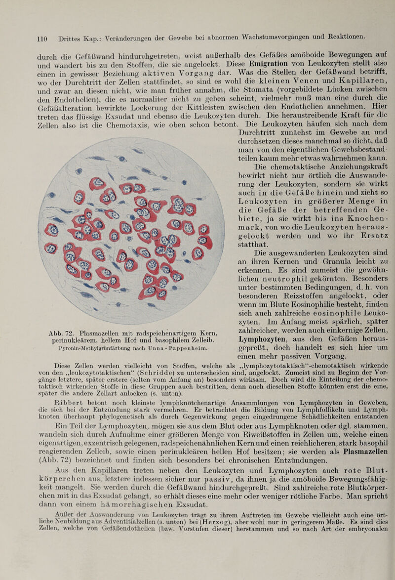 durch die Gefäßwand hindurchgetreten, weist außerhalb des Gefäßes amöboide Bewegungen auf und wandert bis zu den Stoffen, die sie angelockt. Diese Emigration von Leukozyten stellt also einen in gewisser Beziehung aktiven Vorgang dar. Was die Stellen der Gefäßwand betrifft, wo der Durchtritt der Zellen stattfindet, so sind es wohl die kleinen Venen und Kapillaren, und zwar an diesen nicht, wie man früher annahm, die Stomata (vorgebildete Lücken zwischen den Endothelien), die es normaliter nicht zu geben scheint, vielmehr muß man eine durch die Gefäßalteration bewirkte Lockerung der Kittleisten zwischen den Endothelien annehmen. Hier treten das flüssige Exsudat und ebenso die Leukozyten durch. Die heraustreibende Kraft für die Zellen also ist die Chemotaxis, wie oben schon betont. Die Leukozyten häufen sich nach dem Abb. 72. Plasmazellen mit radspeichenartigem Kern, perinukleärem, hellem Hof und basophilem Zelleib. Pyronin-Methylgrünfärbung nach Unna - Pappenheim. Durchtritt zunächst im Gewebe an und durchsetzen dieses manchmal so dicht, daß man von den eigentlichen Ge websbestand- teilen kaum mehr etwas wahrnehmen kann. Die chemotaktische Anziehungskraft bewirkt nicht nur örtlich die Auswande¬ rung der Leukozyten, sondern sie wirkt auch in die Gef äße hinein und zieht so Leukozyten in größerer Menge in die Gefäße der betreffenden Ge¬ biete, ja sie wirkt bis ins Knochen¬ mark, von wo die Leukozyten heraus- gelockt werden und wo ihr Ersatz statthat. Die ausgewanderten Leukozyten sind an ihren Kernen und Granula leicht zu erkennen. Es sind zumeist die gewöhn¬ lichen neutrophil gekörnten. Besonders unter bestimmten Bedingungen, d. h. von besonderen Reizstoffen angelockt, oder wenn im Blute Eosinophilie besteht, finden sich auch zahlreiche eosinophile Leuko¬ zyten. Im Anfang meist spärlich, später zahlreicher, werden auch einkernige Zellen, Lymphozyten, aus den Gefäßen heraus¬ gepreßt,, doch handelt es sich hier um einen mehr passiven Vorgang. Diese Zellen werden vielleicht von Stoffen, welche als ,,lymphozytotaktisch“-chemotaktisch wirkende von den „leukozytotaktischen“ (Schridde) zu unterscheiden sind, angelockt. Zumeist sind zu Beginn der Vor¬ gänge letztere, später erstere (selten vom Anfang an) besonders wirksam. Doch wird die Einteilung der chemo¬ taktisch wirkenden Stoffe in diese Gruppen auch bestritten, denn auch dieselben Stoffe könnten erst die eine, später die andere Zellart anlocken (s. unt n). Ribbert betont noch kleinste lymphknötchenartige Ansammlungen von Lymphozyten in Geweben, die sich bei der Entzündung stark vermehren. Er betrachtet die Bildung von Lymphfollikeln und Lymph¬ knoten überhaupt phylogenetisch als durch Gegenwirkung gegen eingedrungene Schädlichkeiten entstanden Ein Teil der Lymphozyten, mögen sie aus dem Blut oder aus Lymphknoten oder dgl. stammen, wandeln sich durch Aufnahme einer größeren Menge von Eiweißstoffen in Zellen um, welche einen eigenartigen, exzentrisch gelegenen, radspeichenähnlichen Kern und einen reichlicheren, stark basophil reagierenden Zelleib, sowie einen perinukleären hellen Hof besitzen; sie werden als Plasmazellen (Abb. 72) bezeichnet und finden sich besonders bei chronischen Entzündungen. Aus den Kapillaren treten neben den Leukozyten und Lymphozyten auch rote Blut¬ körperchen aus, letztere indessen sicher nur passiv, da ihnen ja die amöboide Bewegungsfähig¬ keit mangelt. Sie werden durch die Gefäßwand hindurchgepreßt. Sind zahlreiche rote Blutkörper¬ chen mit in das Exsudat gelangt, so erhält dieses eine mehr oder weniger rötliche Farbe. Man spricht dann von einem hämorrhagischen Exsudat. Außer der Auswanderung von Leukozyten trägt zu ihrem Auftreten im Gewebe vielleicht auch eine ört¬ liche Neubildung aus Adventitialzellen (s. unten) bei (Herzog), aber wohl nur in geringerem Maße. Es sind dies Zellen, welche von Gefäßendothelien (bzw. Vorstufen dieser) herstammen und so nach Art der embryonalen