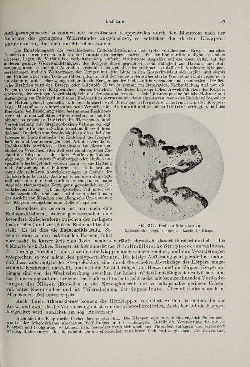 Auflagerungsmassen zusammen mit nekrotischen Klappenteilen durch den Blutstrom nach der Richtung des geringeren Widerstandes ausgebuchtet; so entstehen die akuten Klappen¬ aneurysmen, die auch durchbrechen können. Die Entstehungsart der verschiedenen Endokarditisformen hat trotz verschiedener Erreger manches Gemeinsame, wenn wir auch hier den Gesamtkörper berücksichtigen. Bei der Endocarditis maligna, besonders ulcerosa, liegen die Verhältnisse verhältnismäßig einfach: virulenteste Angreifer auf der einen Seite, auf der anderen geringe Widerstandsfähigkeit des Körpers ihnen gegenüber, wohl Fähigkeit zur Haftung und Auf¬ saugung, aber sie sind den Angreifern gegenüber mangelhaft oder erlahmen, so daß örtlich schwere Klappen¬ zerstörungen und ein Weitertragen der Erreger mit dem Blute in den Körperkreislauf sich ergibt, und Sepsis und Pyämie akut zum Tode zu führen pflegen. Auf der anderen Seite aber starke Widerstandskraft gegen noch unbekannte, wohl sicher weniger eingreifende Erreger bei der Endocarditis verrucosa und rheumatica. Die ört¬ liche Reaktion wird der Erreger oder Giftstoffe Herr; es kommt zur Reparation, Narbenbildung und nur die Folgen in Gestalt der Klappenfehler bleiben bestehen. Bei dieser Lage der hohen Abwehrfähigkeit des Körpers einerseits, der geringen Angriffsfähigkeit der Erreger andererseits, scheint überhaupt eine örtliche Haftung und Aufsaugung am Endokard und somit Endocarditis verrucosa nur dann einzutreten, wenn das Endokard besonders zum Haften geneigt gemacht, d. h. sensibilisiert, wird durch eine allergische Umstimmung der Körper¬ lage. Hierauf weisen interessante neue Versuche hin. Siegmund und besonders Dietrich verfolgten, daß das Endokard bei Erreichung einer bestimmten Reaktions- lage erst an den zellulären Abwehrleistungen hier teil- nimmt; so gelang es Dietrich im Tierversuch durch Vorbehandlung mit Staphylokokken-Vakzine od. dgl. das Endokard in einen Reaktionszustand überzuführen, daß nach Injektion von Staphylokokken diese bei dem Kreisen im Blute nunmehr am Endokard der Klappen hafteten und Veränderungen nach Art der verrukösen Endokarditis bewirkten. Gemeinsam ist diesen und ähnlichen Versuchen also, daß erst ein allergischer Zu¬ stand des Körpers — der durch Stoffe von Kokken, aber auch durch andere Eiweißkörper oder ähnlich un¬ spezifisch herbeigeführt werden kann — die Haftung und Aufsaugung der Bakterien am Endokard und somit die zellulären Abwehrleistungen in Gestalt der Endokarditis bewirkt. Auch ist schon oben dargelegt, daß sich die der Endocarditis verrucosa so nahe stehende rheumatische Form ganz gewöhnlich an Ge¬ lenkrheumatismus (vgl. im Speziellen Teil unter Ge¬ lenke) anschließt, und auch bei diesem scheint nach der Ansicht von Manchen eine allergische Umstimmung des Körpers wenigstens eine Rolle zu spielen. Besonders zu betonen ist nun noch eine Endokarditisform, welche gewissermaßen eine besondere Zwischenform zwischen der malignen (bakteriellen) und verrukösen Endokarditis dar- Abb. 374. Endocarditis ulcerosa, stellt. Es ist dies die Endocarditis lenta. Sie Kokkenhaufen (dunkel) liegen am Rande der Klappe, gehört zwar zu den bakteriellen Formen, führt aber nicht in kurzer Zeit zum Tode, sondern verläuft chronisch, dauert durchschnittlich 4 bis 6 Monate bis 2 Jahre. Erreger ist hier zumeist der Scholl müllersche Streptococcus viridans. Er ist weniger virulent, und so werden die Klappen auch weniger zerstört, und ihre Veränderungen entsprechen so vor allem den polypösen Formen. Die jetzige Auffassung geht gerade hier dahin, daß dieser anhämolytische Streptokokkus eine durch die erhöhte Abwehrlage des Körpers umge¬ stimmte Kokkenart darstellt, und daß die Veränderungen am Herzen und im übrigen Körper ab¬ hängig sind von der Wechselwirkung zwischen der hohen Widerstandsfähigkeit des Körpers und der Einwirkung auf die Erreger. Die Endocarditis lenta geht meist mit kennzeichnenden Verände- rungen der Nieren (Embolien in der Nierenglomeruli mit verhältnismäßig geringen Folgen, vgl. unter Niere) einher und ist Teilerscheinung der Sepsis lenta. Über alles dies s. auch im Allgemeinen Teil unter Sepsis. Auch durch Atherosklerose können die Herzklappen verändert werden, besonders die der Aorta, und zwar, da die Veränderung meist von der atherosklerotischen Aorta her auf die Klappen fortgeleitet wird, zunächst am sog. Ansatzrand. Auch sind die Klappenrückflächen bevorzugter Sitz. Die Klappen werden verdickt, zugleich finden sich, wie bei der Atherosklerose überhaupt, Verfettungen und Verkalkungen. Befällt die \ eränderung die ganzen Klappen und hochgradig, so können sich, besonders wenn sich auch hier Thromben auflagern und organisiert werden, Bilder entwickeln, die ganz denen der chronischen verrukösen Endokarditis gleichen. Die Folgen sind