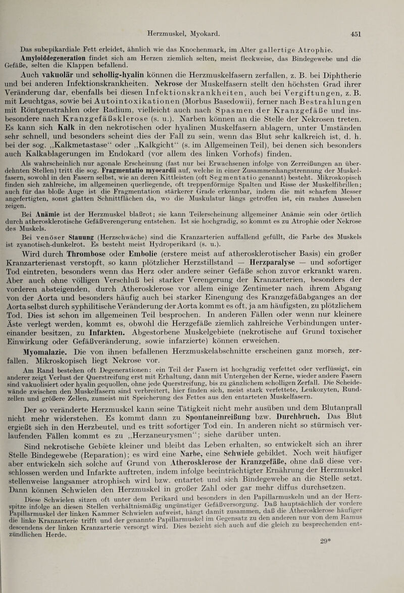 Das subepikardiale Fett erleidet, ähnlich wie das Knochenmark, im Alter gallertige Atrophie. Amyloiddegeneration findet sich am Herzen ziemlich selten, meist fleckweise, das Bindegewebe und die Gefäße, selten die Klappen befallend. Auch yakuolär und schollig-hyalin können die Herzmuskelfasern zerfallen, z. B. bei Diphtherie und bei anderen Infektionskrankheiten. Nekrose der Muskelfasern stellt den höchsten Grad ihrer Veränderung dar, ebenfalls bei diesen Infektionskrankheiten, auch bei Vergiftungen, z. B. mit Leuchtgas, sowie bei Autointoxikationen (Morbus Basedowii), ferner nach Bestrahlungen mit Röntgenstrahlen oder Radium, vielleicht auch nach Spasmen der Kranzgefäße und ins¬ besondere nach Kranzgefäßsklerose (s. u.). Narben können an die Stelle der Nekrosen treten. Es kann sich Kalk in den nekrotischen oder hyalinen Muskelfasern ablagern, unter Umständen sehr schnell, und besonders scheint dies der Fall zu sein, wenn das Blut sehr kalkreich ist, d. h. bei der sog. ,,Kalkmetastase“ oder ,,Kalkgicht“ (s. im Allgemeinen Teil), bei denen sich besonders auch Kalkablagerungen im Endokard (vor allem des linken Vorhofs) finden. Als wahrscheinlich nur agonale Erscheinung (fast nur bei Erwachsenen infolge von Zerreißungen an über¬ dehnten Stellen) tritt die sog. Fragmentatio myocardii auf, welche in einer Zusammenhangstrennung der Muskel¬ fasern, sowohl in den Fasern selbst, wie an deren Kittleisten (oft Segmentatio genannt) besteht. Mikroskopisch finden sich zahlreiche, im allgemeinen querliegende, oft treppenförmige Spalten und Risse der Muskelfibrillen; auch für das bloße Auge ist die Fragmentation stärkerer Grade erkennbar, indem die mit scharfem Messer angefertigten, sonst glatten Schnittflächen da, wo die Muskulatur längs getroffen ist, ein rauhes Aussehen zeigen. Bei Anämie ist der Herzmuskel blaßrot; sie kann Teilerscheinung allgemeiner Anämie sein oder örtlich durch atherosklerotische Gefäßverengerung entstehen. Ist sie hochgradig, so kommt es zu Atrophie oder Nekrose des Muskels. Bei venöser Stauung (Herzschwäche) sind die Kranzarterien auffallend gefüllt, die Farbe des Muskels ist zyanotisch-dunkelrot. Es besteht meist Hydroperikard (s. u.). Wird durch Thrombose oder Embolie (erstere meist auf atherosklerotischer Basis) ein großer Kranzarterienast verstopft, so kann plötzlicher Herzstillstand — Herzparalyse — und sofortiger Tod eintreten, besonders wenn das Herz oder andere seiner Gefäße schon zuvor erkrankt waren. Aber auch ohne völligen Verschluß bei starker Verengerung der Kranzarterien, besonders der vorderen absteigenden, durch Atherosklerose vor allem einige Zentimeter nach ihrem Abgang von der Aorta und besonders häufig auch bei starker Einengung des Kranzgefäßabganges an der Aorta selbst durch syphilitische Veränderung der Aorta kommt es oft, ja am häufigsten, zu plötzlichem Tod. Dies ist schon im allgemeinen Teil besprochen. In anderen Fällen oder wenn nur kleinere Äste verlegt werden, kommt es, obwohl die Herzgefäße ziemlich zahlreiche Verbindungen unter¬ einander besitzen, zu Infarkten. Abgestorbene Muskelgebiete (nekrotische auf Grund toxischer Einwirkung oder Gefäß Veränderung, sowie infarzierte) können erweichen. Myomalazie. Die von ihnen befallenen Herzmuskelabschnitte erscheinen ganz morsch, zer¬ fallen. Mikroskopisch liegt Nekrose vor. Am Rand bestehen oft Degenerationen: ein Teil der Fasern ist hochgradig verfettet oder verflüssigt, ein anderer zeigt Verlust der Querstreifung erst mit Erhaltung, dann mit Untergehen der Kerne, wieder andere Fasern sind vakuofisiert oder hyalin gequollen, ohne jede Querstreifung, bis zu gänzlichem scholligen Zerfall. Die Scheide¬ wände zwischen den Muskelfasern sind verbreitert, hier finden sich, meist stark verfettete, Leukozyten, Rund¬ zellen und größere Zellen, zumeist mit Speicherung des Fettes aus den entarteten Muskelfasern. Der so veränderte Herzmuskel kann seine Tätigkeit nicht mehr ausüben und dem Blutanprall nicht mehr widerstehen. Es kommt dann zu Spoutaiicinrcißuiig bzw. Durchbruch. Das Blut ergießt sich in den Herzbeutel, und es tritt sofortiger Tod ein. In anderen nicht so stürmisch ver¬ laufenden Fällen kommt es zu ,,Herzaneurysmen; siehe darüber unten. Sind nekrotische Gebiete kleiner und bleibt das Leben erhalten, so entwickelt sich an ihrer Stelle Bindegewebe (Reparation); es wird eine Narbe, eine Schuiele gebildet. Noch weit häufiger aber entwickeln sich solche auf Grund von Atherosklerose der Kranzgefäße, ohne daß diese \ei- schlossen werden und Infarkte auftreten, indem infolge beeinträchtigter Ernährung der Herzmuskel stellenweise langsamer atrophisch wird bzw. entartet und sich Bindegeu ebe an die Stelle setzt. Dann können Schwielen den Herzmuskel in großer Zahl oder gar mein diffus durchsetzen. Diese Schwielen sitzen oft unter dem Perikard und besonders m den Papillarmuskeln und an der Herz¬ spitze infolge an diesen Stellen verhältnismäßig ungünstiger Gefäß Versorgung. Daß hauptsächlich der vordere Papillarmuskel der linken Kammer Schwielen aufweist, hängt damit zusammen daß die Atherosklerose häufiger die linke Kranzarterie trifft und der genannte Papillarmuskel im Gegensatz zu den anderen nur von dem Ramus descendens der linken Kranzarterie versorgt wird. Dies bezieht sich auch au ie g tic 1 zu esprec en in e zündlichen Herde. 29*