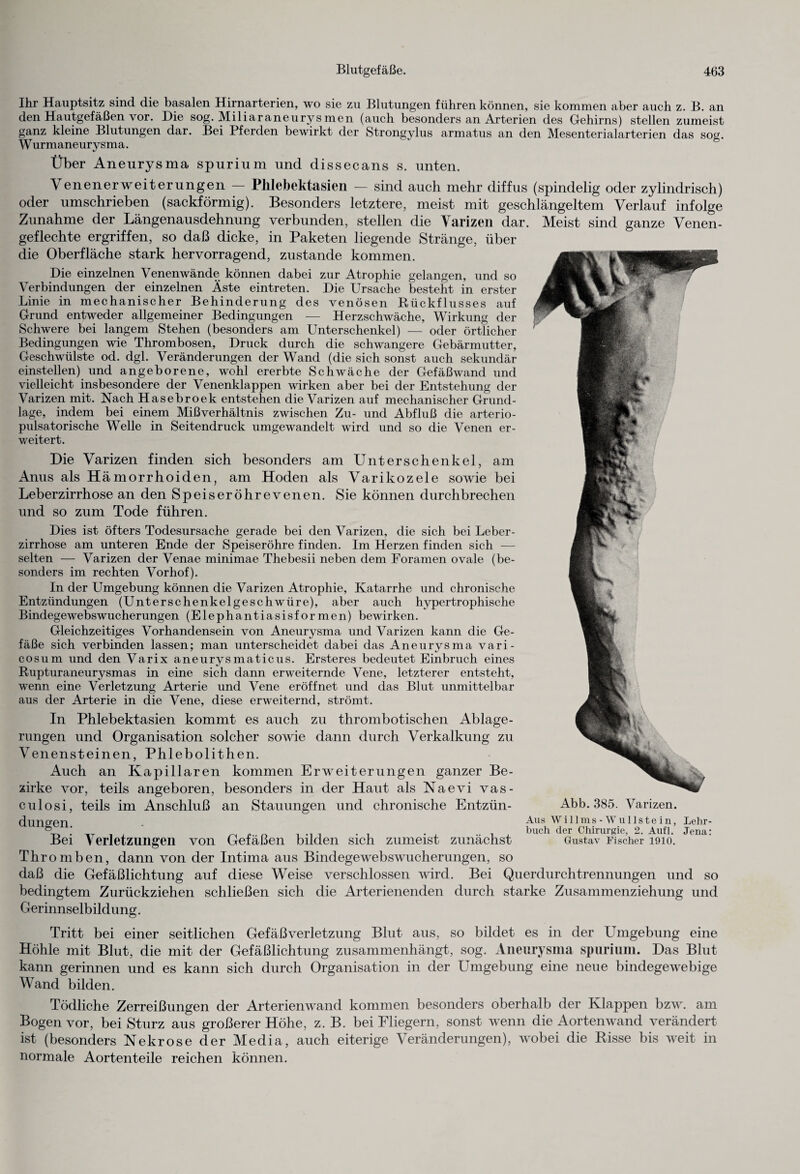 Ihr Hauptsitz sind die basalen Hirnarterien, wo sie zu Blutungen führen können, sie kommen aber auch z. B. an den Hautgefäßen vor. Die sog. Miliaraneurysmen (auch besonders an Arterien des Gehirns) stellen zumeist ganz kleine Blutungen dar. Bei Pferden bewirkt der Strongylus armatus an den Mesenterialarterien das sog. Wurmaneurysma. Über Aneurysma spurium und dissecans s. unten. Venenerweiterungen — Phlebektasien — sind auch mehr diffus (spindelig oder zylindrisch) oder umschrieben (sackförmig). Besonders letztere, meist mit geschlängeltem Verlauf infolge Zunahme der Längenausdehnung verbunden, stellen die Varizen dar. Meist sind ganze Venen¬ geflechte ergriffen, so daß dicke, in Paketen liegende Stränge, über die Oberfläche stark hervorragend, zustande kommen. Die einzelnen Venenwände können dabei zur Atrophie gelangen, und so Verbindungen der einzelnen Äste eintreten. Die Ursache besteht in erster Linie in mechanischer Behinderung des venösen Rückflusses auf Grund entweder allgemeiner Bedingungen — Herzschwäche, Wirkung der Schwere bei langem Stehen (besonders am Unterschenkel) — oder örtlicher Bedingungen wie Thrombosen, Druck durch die schwangere Gebärmutter, Geschwülste od. dgl. Veränderungen der Wand (die sich sonst auch sekundär einstellen) und angeborene, wohl ererbte Schwäche der Gefäßwand und vielleicht insbesondere der Venenklappen wirken aber bei der Entstehung der Varizen mit. Nach Hasebroek entstehen die Varizen auf mechanischer Grund¬ lage, indem bei einem Mißverhältnis zwischen Zu- und Abfluß die arterio- pulsatorische Welle in Seitendruck umgewandelt wird und so die Venen er¬ weitert. Die Varizen finden sich besonders am Unterschenkel, am Anus als Hämorrhoiden, am Hoden als Varikozele sowie bei Leberzirrhose an den Speiseröhrevenen. Sie können durchbrechen und so zum Tode führen. Dies ist öfters Todesursache gerade bei den Varizen, die sich bei Leber¬ zirrhose am unteren Ende der Speiseröhre finden. Im Herzen finden sich — selten — Varizen der Venae minimae Thebesii neben dem Foramen ovale (be¬ sonders im rechten Vorhof). In der Umgebung können die Varizen Atrophie, Katarrhe und chronische Entzündungen (Unterschenkelgeschwüre), aber auch hypertrophische Bindegewebswucherungen (Elephantiasisformen) bewirken. Gleichzeitiges Vorhandensein von Aneurysma und Varizen kann die Ge¬ fäße sich verbinden lassen; man unterscheidet dabei das Aneurysma vari- cosum und den Varix aneurysmaticus. Ersteres bedeutet Einbruch eines Rupturaneurysmas in eine sich dann erweiternde Vene, letzterer entsteht, wenn eine Verletzung Arterie und Vene eröffnet und das Blut unmittelbar aus der Arterie in die Vene, diese erweiternd, strömt. In Phlebektasien kommt es auch zu thrombotischen Ablage¬ rungen und Organisation solcher sowie dann durch Verkalkung zu Venensteinen, Phlebolithen. Auch an Kapillaren kommen Erweiterungen ganzer Be¬ zirke vor, teils angeboren, besonders in der Haut als Naevi vas- culosi, teils im Anschluß an Stauungen und chronische Entzün¬ dungen. Bei Verletzungen von (Gefäßen bilden sich zumeist zunächst Thromben, dann von der Intima aus Bindegewebswucherungen, so daß die Gefäßlichtung auf diese Weise verschlossen wird. Bei Querdurchtrennungen und so bedingtem Zurückziehen schließen sich die Arterienenden durch starke Zusammenziehung und Gerinnselbildung. Abb. 385. Varizen. Aus Willms-Wullstein, Lehr¬ buch der Chirurgie, 2. Aufl. Jena: Gustav Fischer 1910. Tritt bei einer seitlichen Gefäßverletzung Blut aus, so bildet es in der LTmgebung eine Höhle mit Blut, die mit der Gefäßlichtung zusammenhängt, sog. Aneurysma spurium. Das Blut kann gerinnen und es kann sich durch Organisation in der Umgebung eine neue bindegewebige Wand bilden. Tödliche Zerreißungen der Arterienwand kommen besonders oberhalb der Klappen bzw. am Bogen vor, bei Sturz aus größerer Höhe, z. B. bei Fliegern, sonst wenn die Aorten wand verändert ist (besonders Nekrose der Media, auch eiterige Veränderungen), wobei die Risse bis weit in normale Aortenteile reichen können.